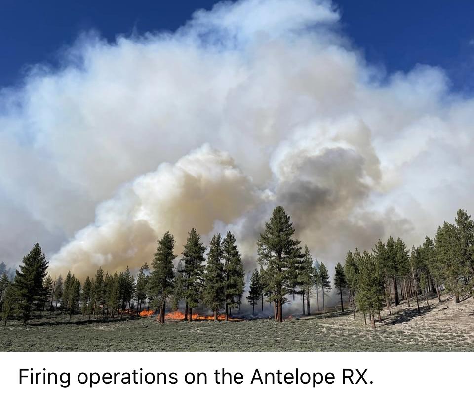 Image showing smoke surrounding the trees from Firing operations on the Antelope RX