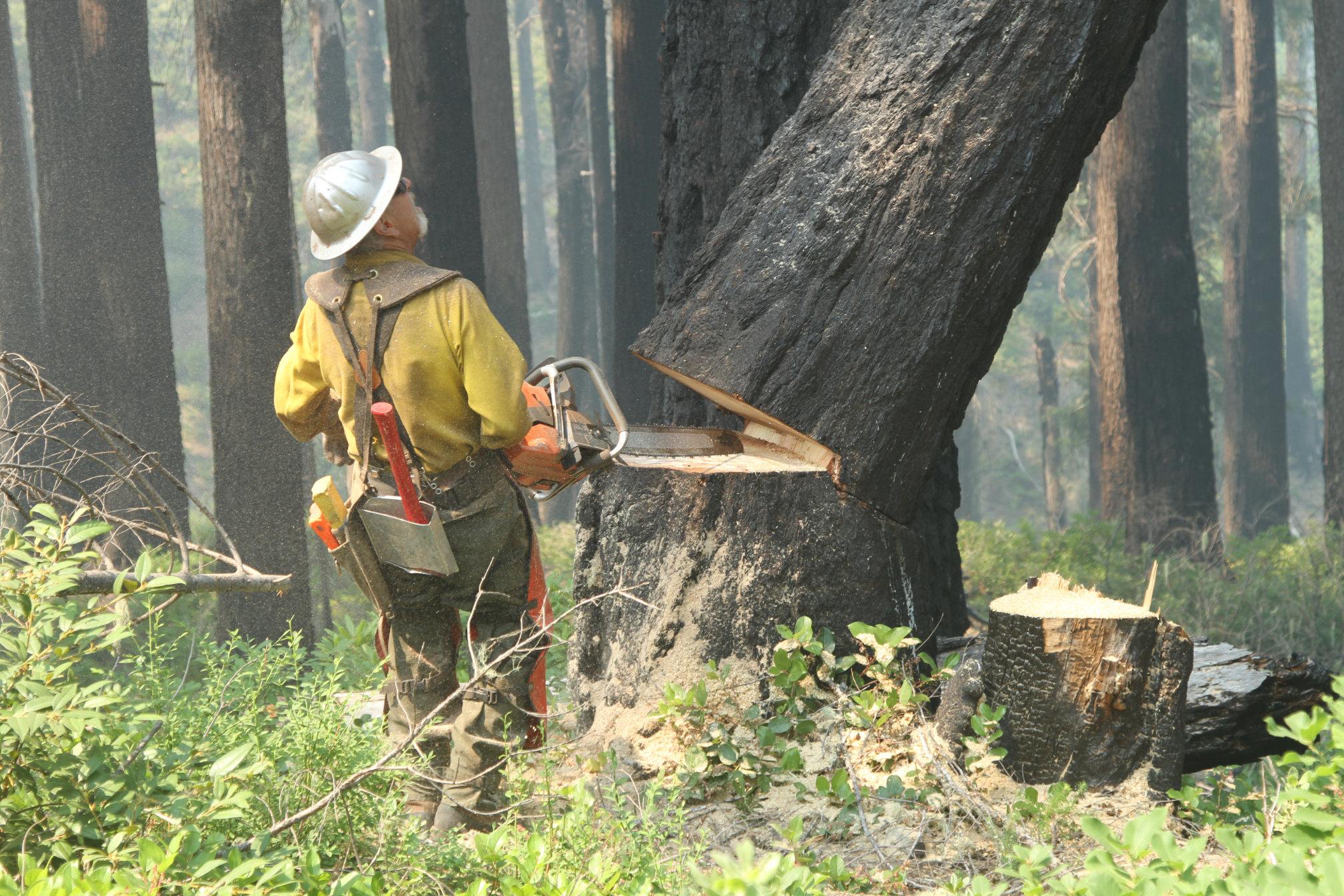 A chainsaw operator wearing nomex and a hardhat watches as a tree begins to fall after he completes his back cut.
