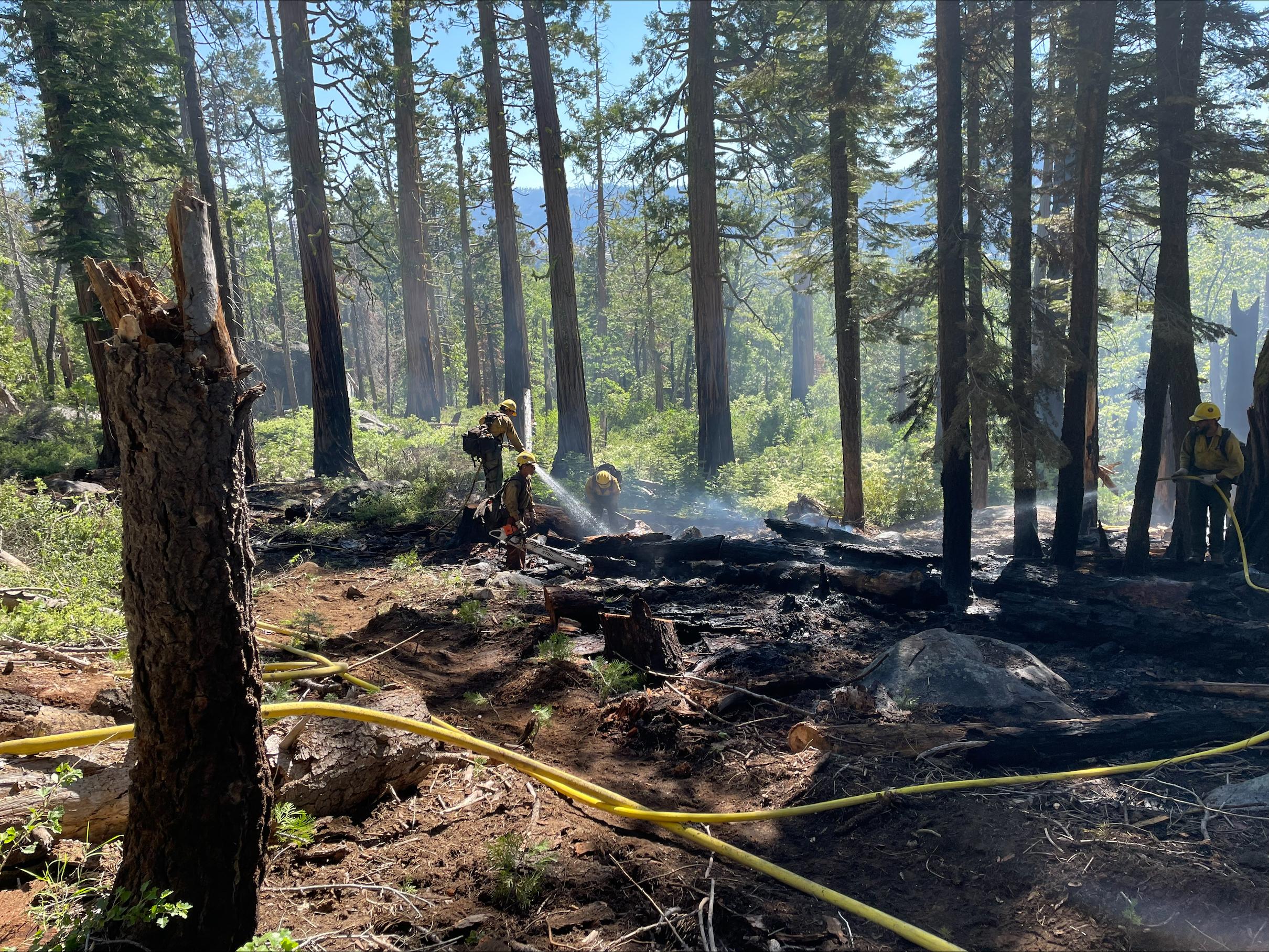 Firefighters working in a sparsely forested area
