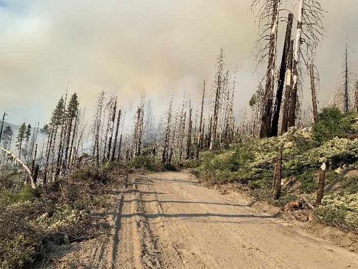 Burning in the snag patch with white thorn on Forest Service Road 2N05A.