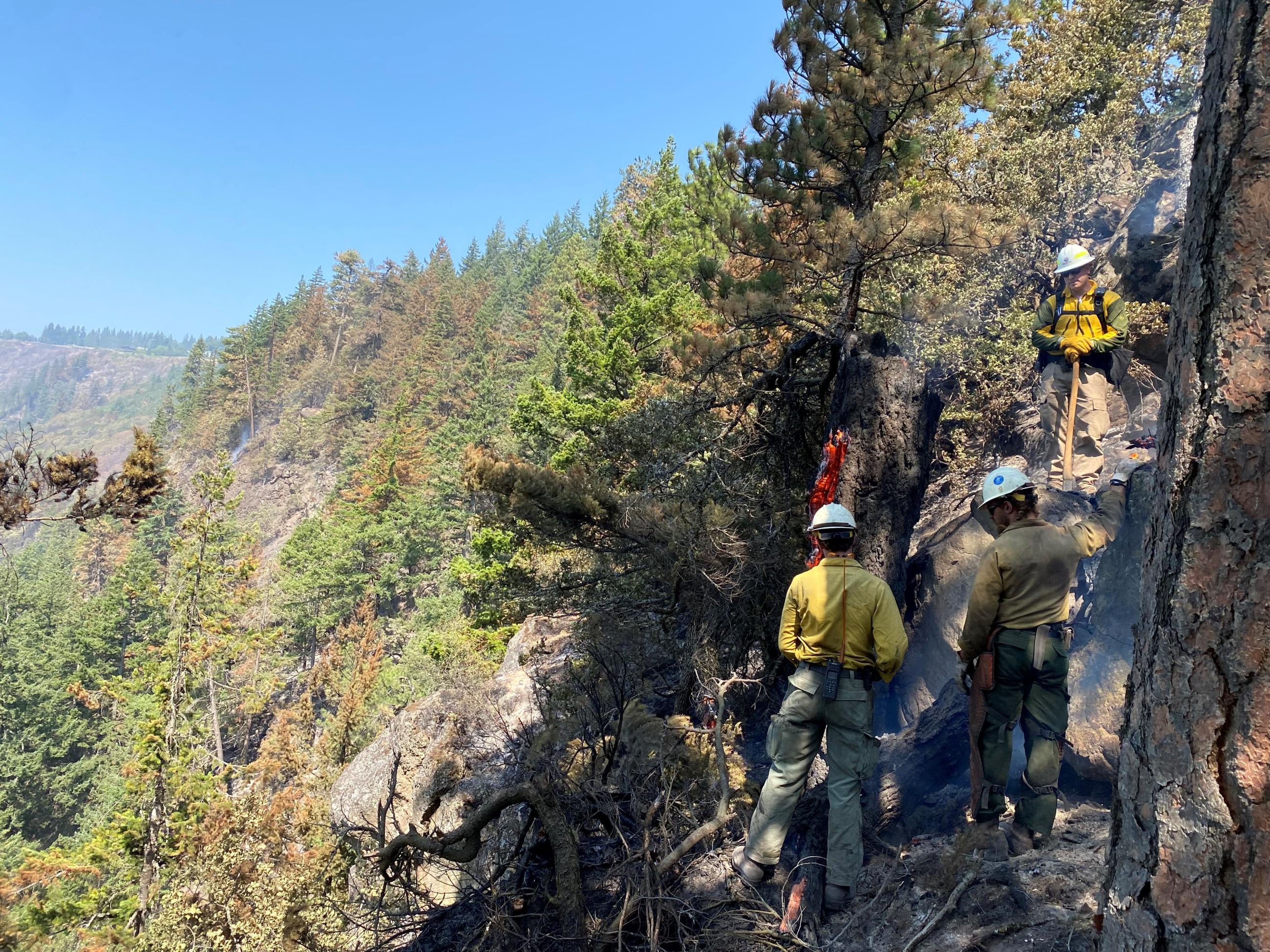 Firefighters working on a steep cliff to extinguish a burned out tree on a steep cliff.