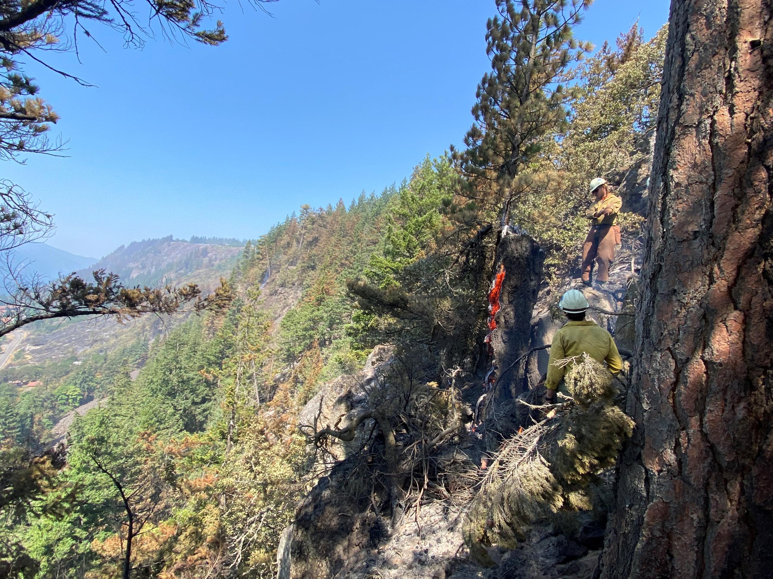 Firefighters working on a steep cliff to extinguish a burned out tree on a steep cliff.