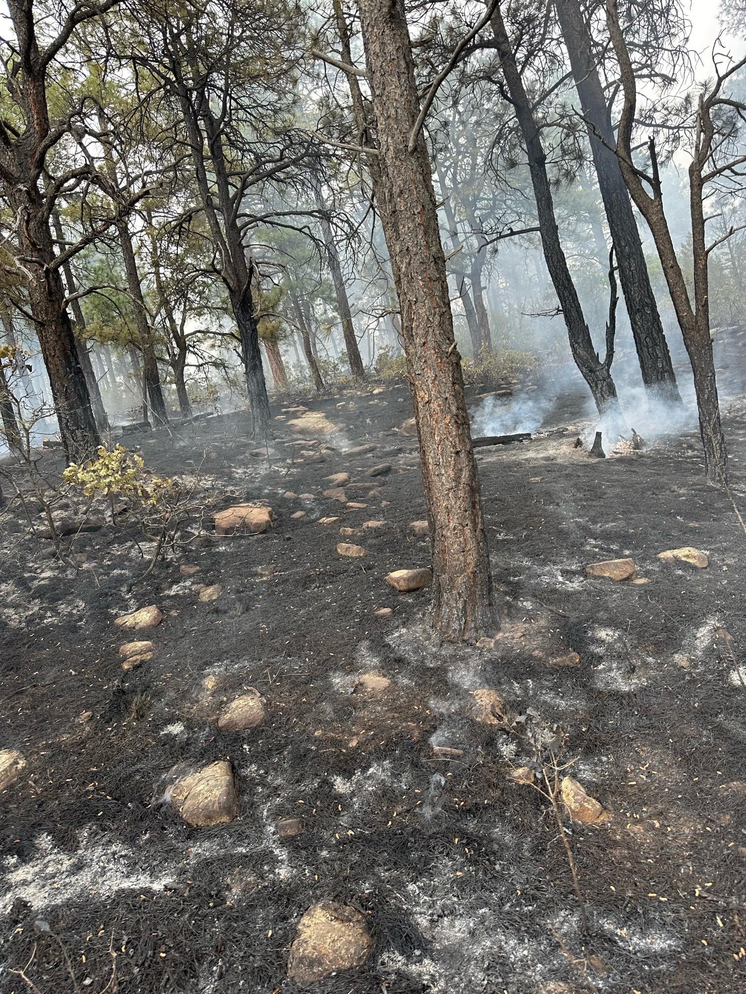 Smoking stump holes and ash within the interior of the Titan Fire.