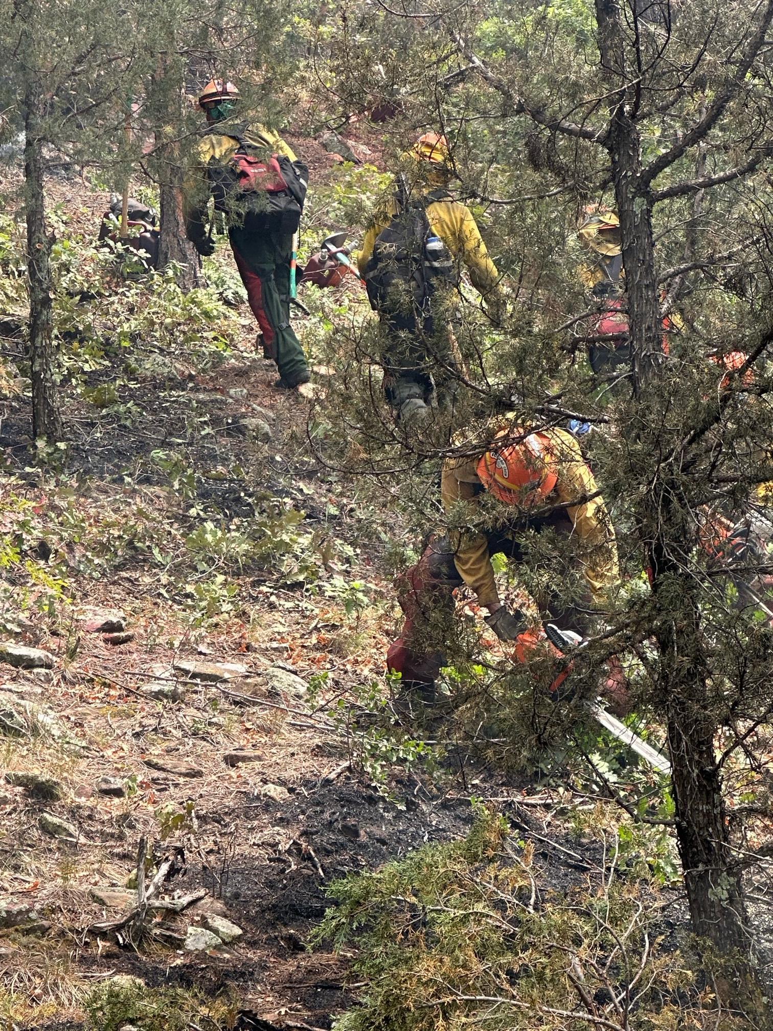 Multiple fire fighters are using chainsaws to cut the trees and shrubs along the fireline.