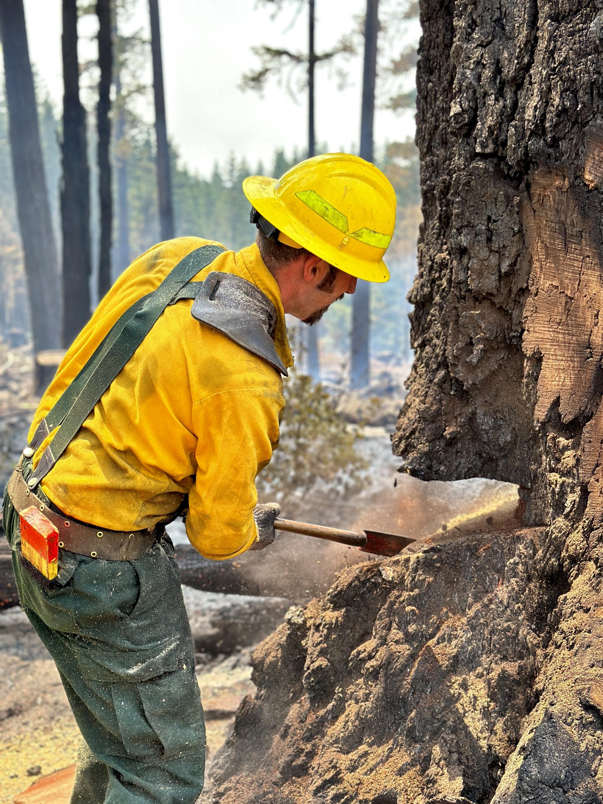 A tree feller knocks the "pie" out of a tree cut.