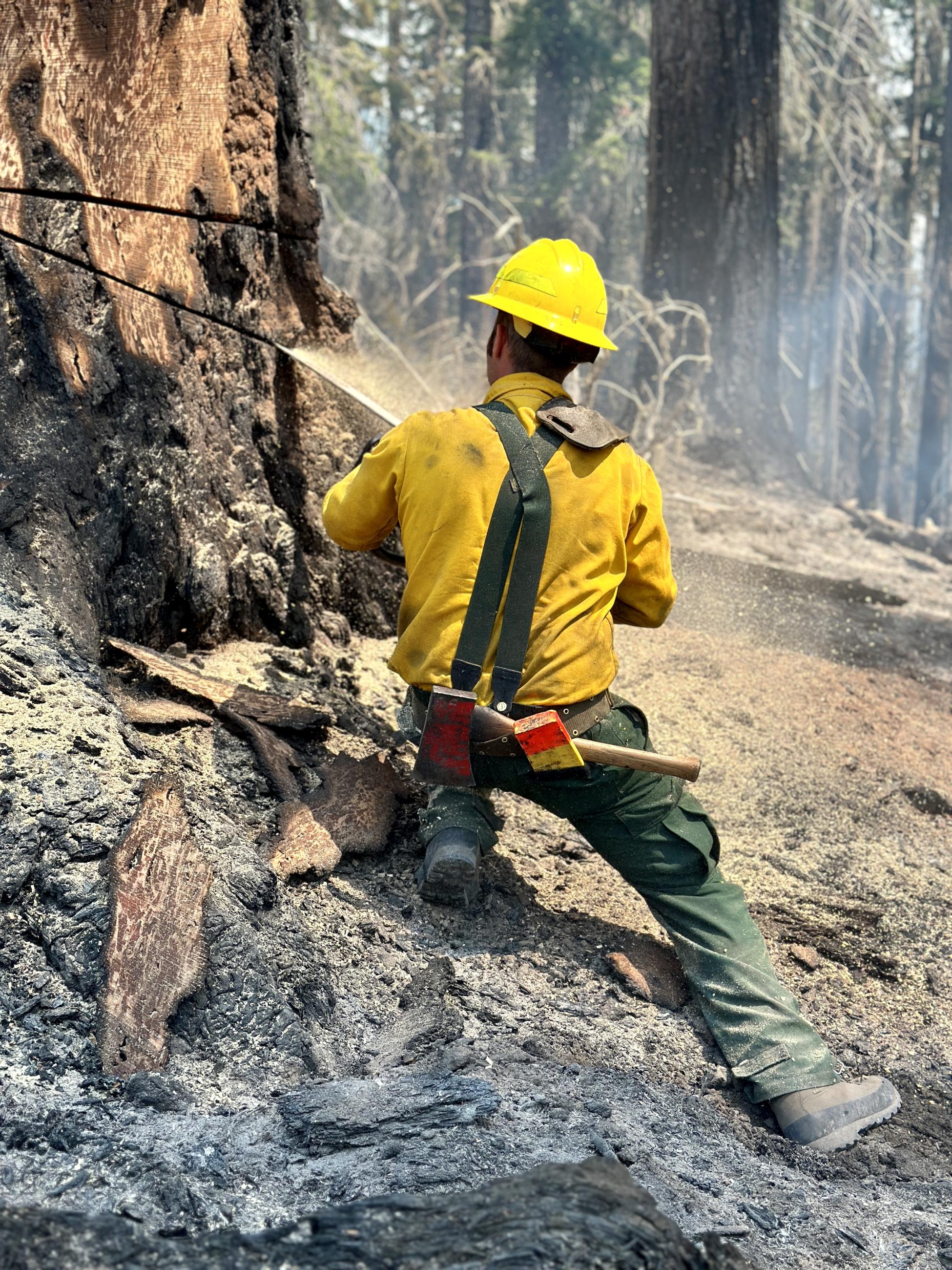 A tree feller cuts the "pie" in a tree.