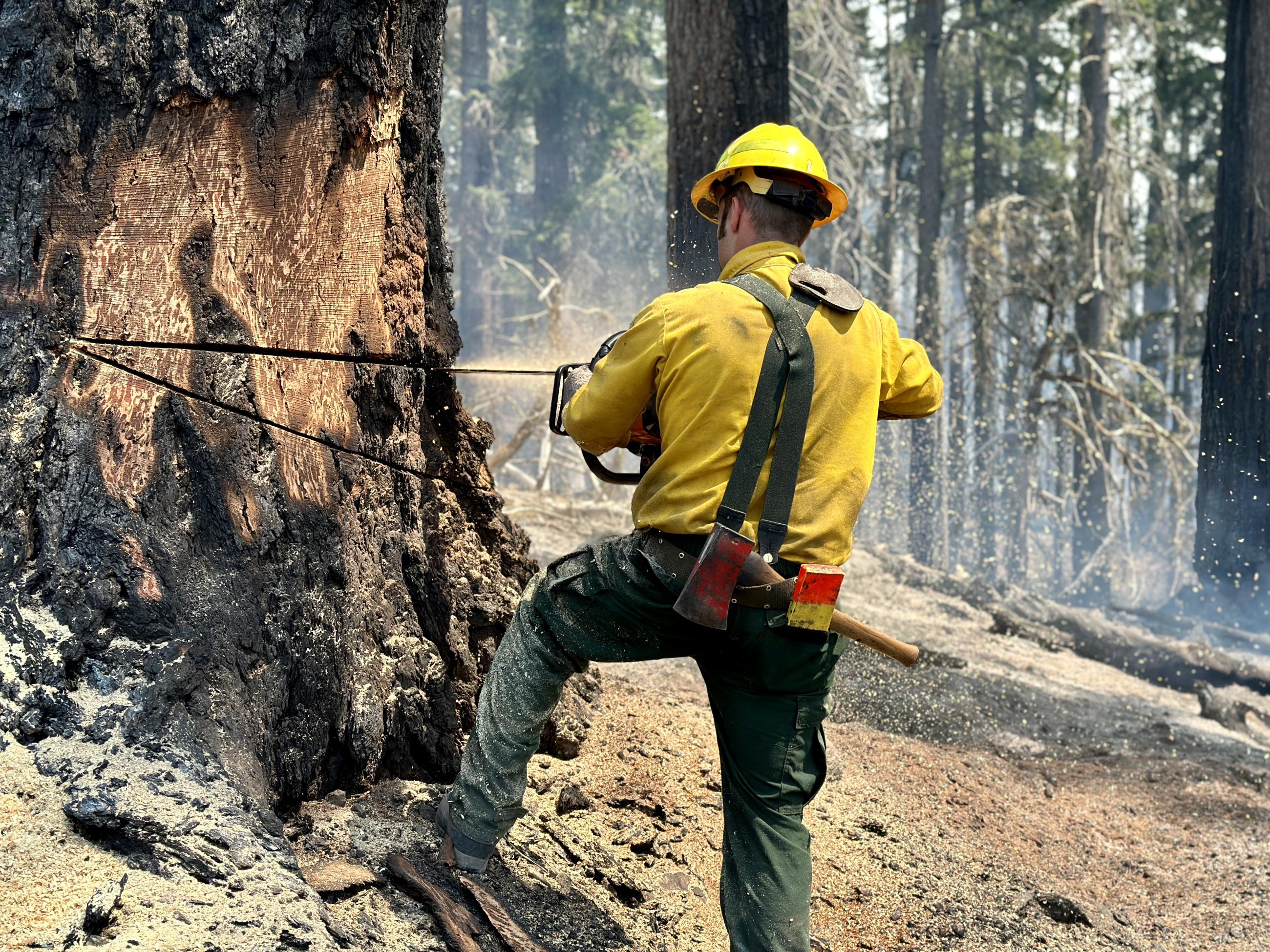 A tree feller cuts the "pie" in a tree.