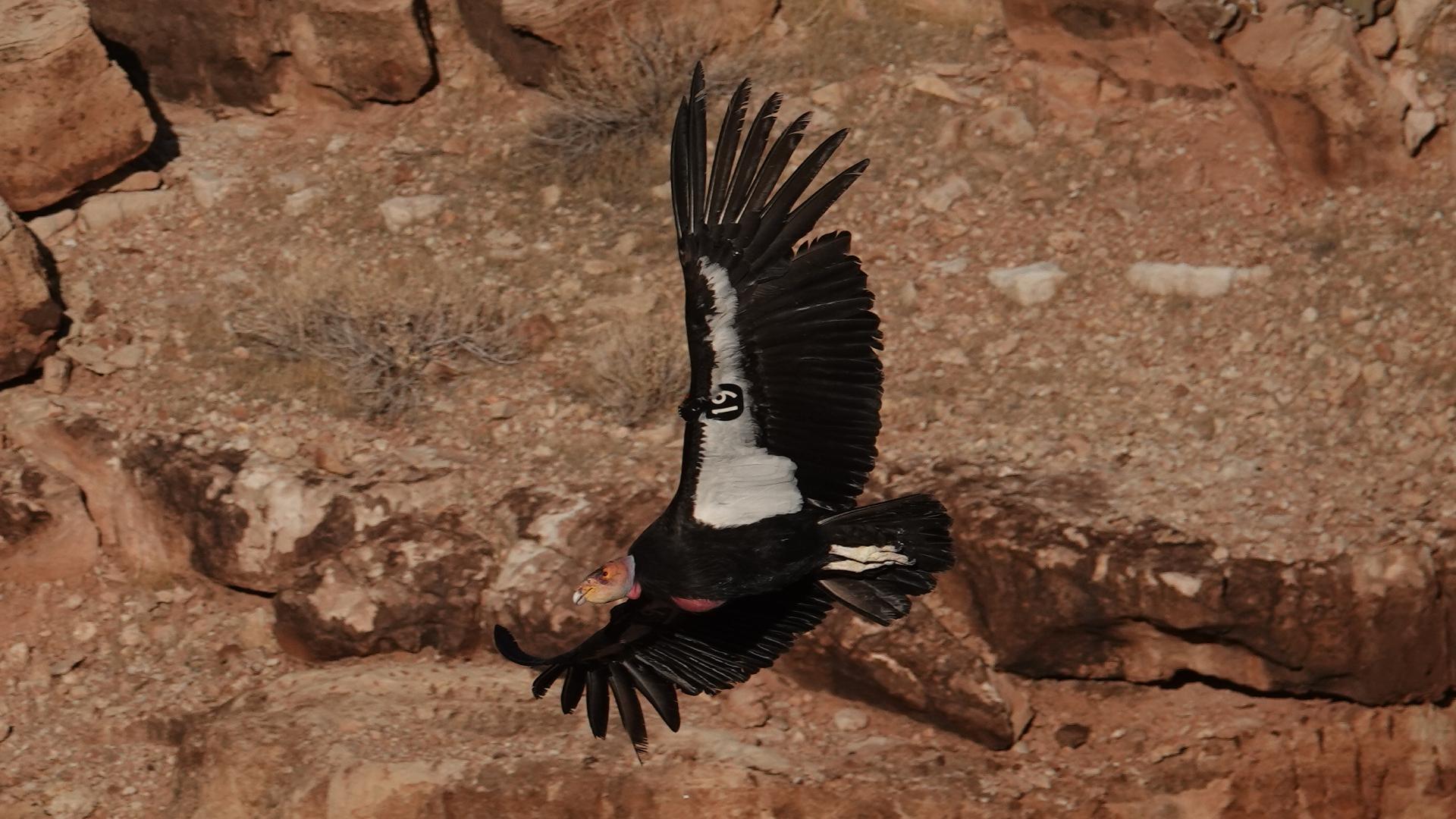 a tagged condor flights along a bluff