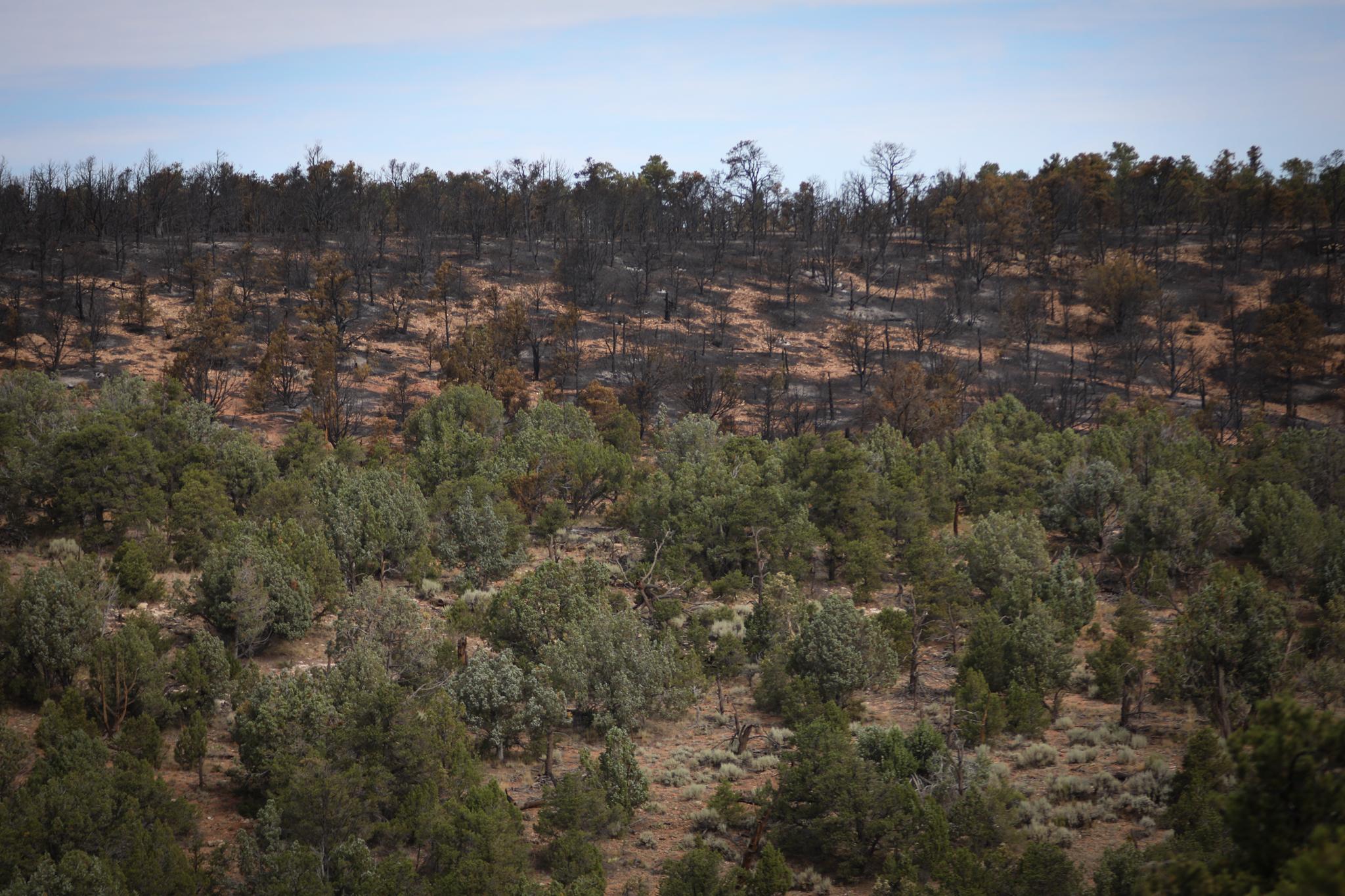 burned vegetation on a slope above unburned vegetation below due to fireline