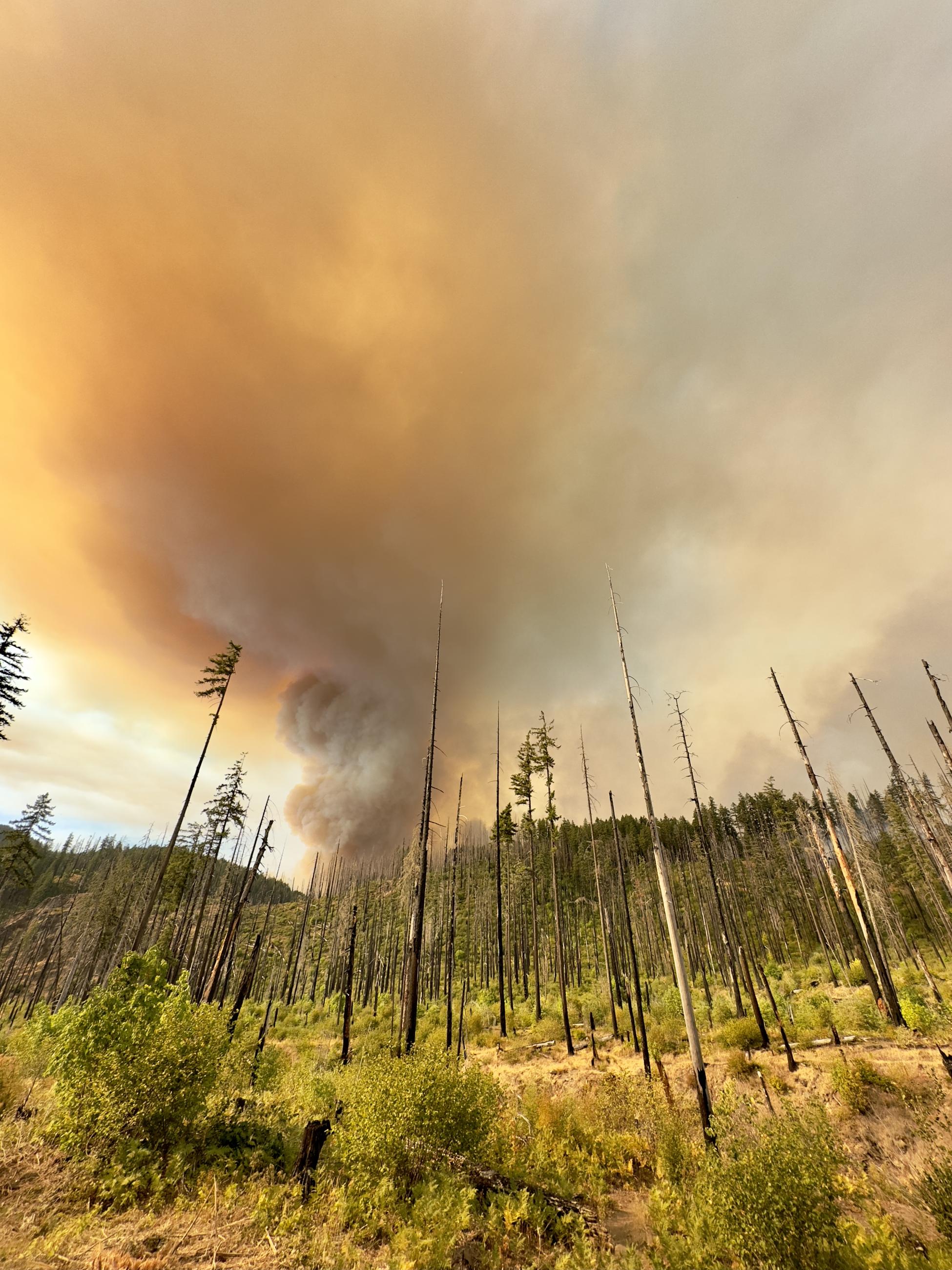 A smoke column rises from the Bedrock Fire.