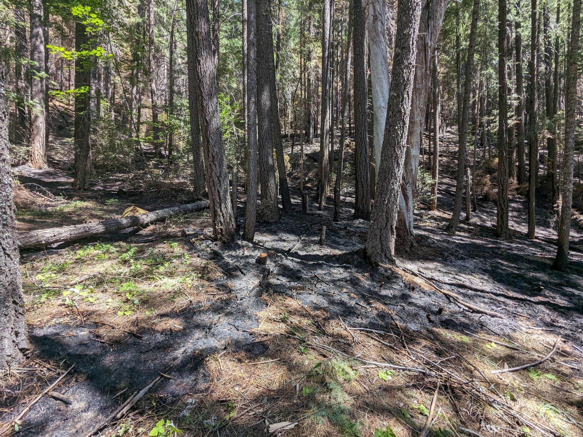 Fire effects along the Stuart Fork Trail.