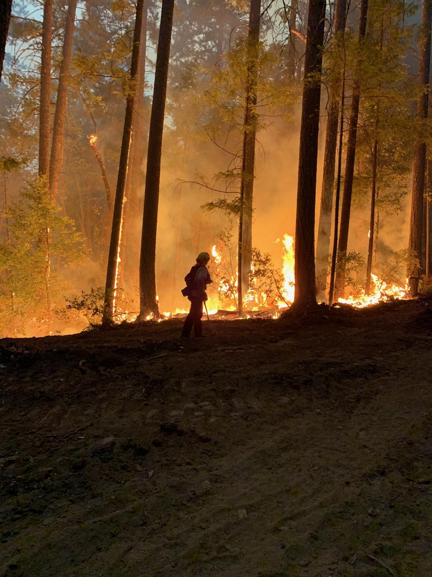 Image of a firefighter working on the Head Fire at night. Photo USDA Forest Service courtesy Amador Fire Strike Team