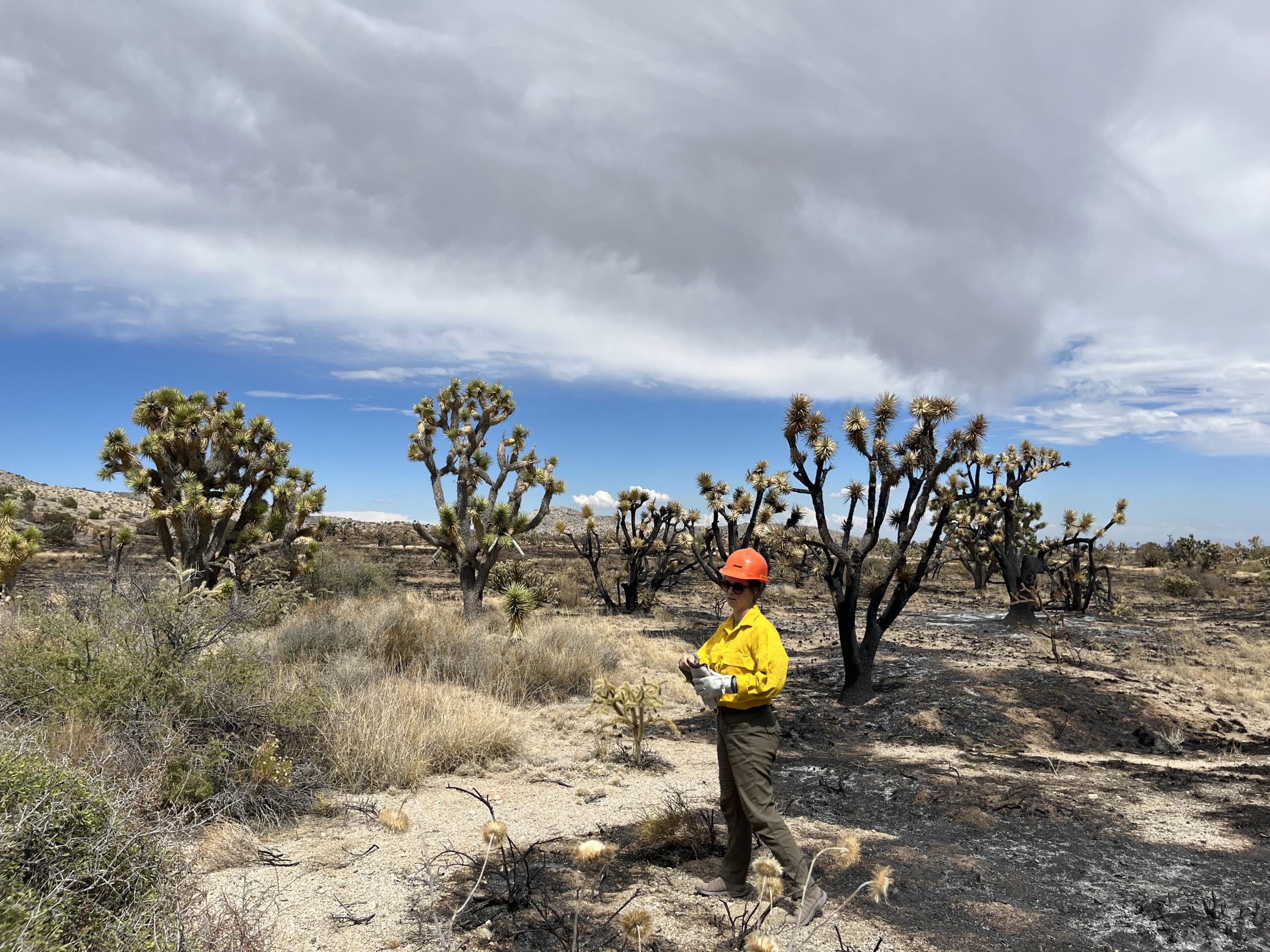 A vegetation ecologist surveys an area burned in the York Fire