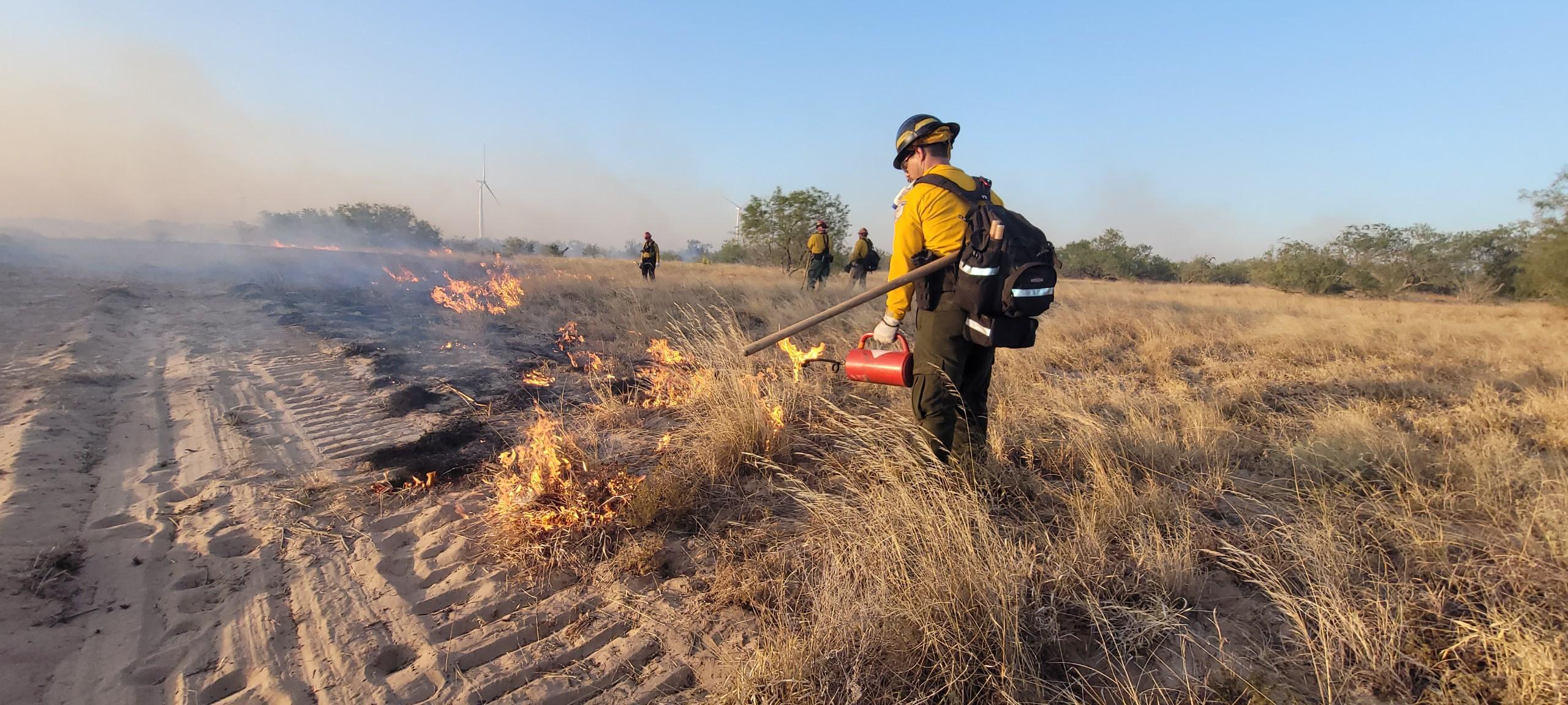 Firefighter using drip torch to light unburned fuel next to containment line