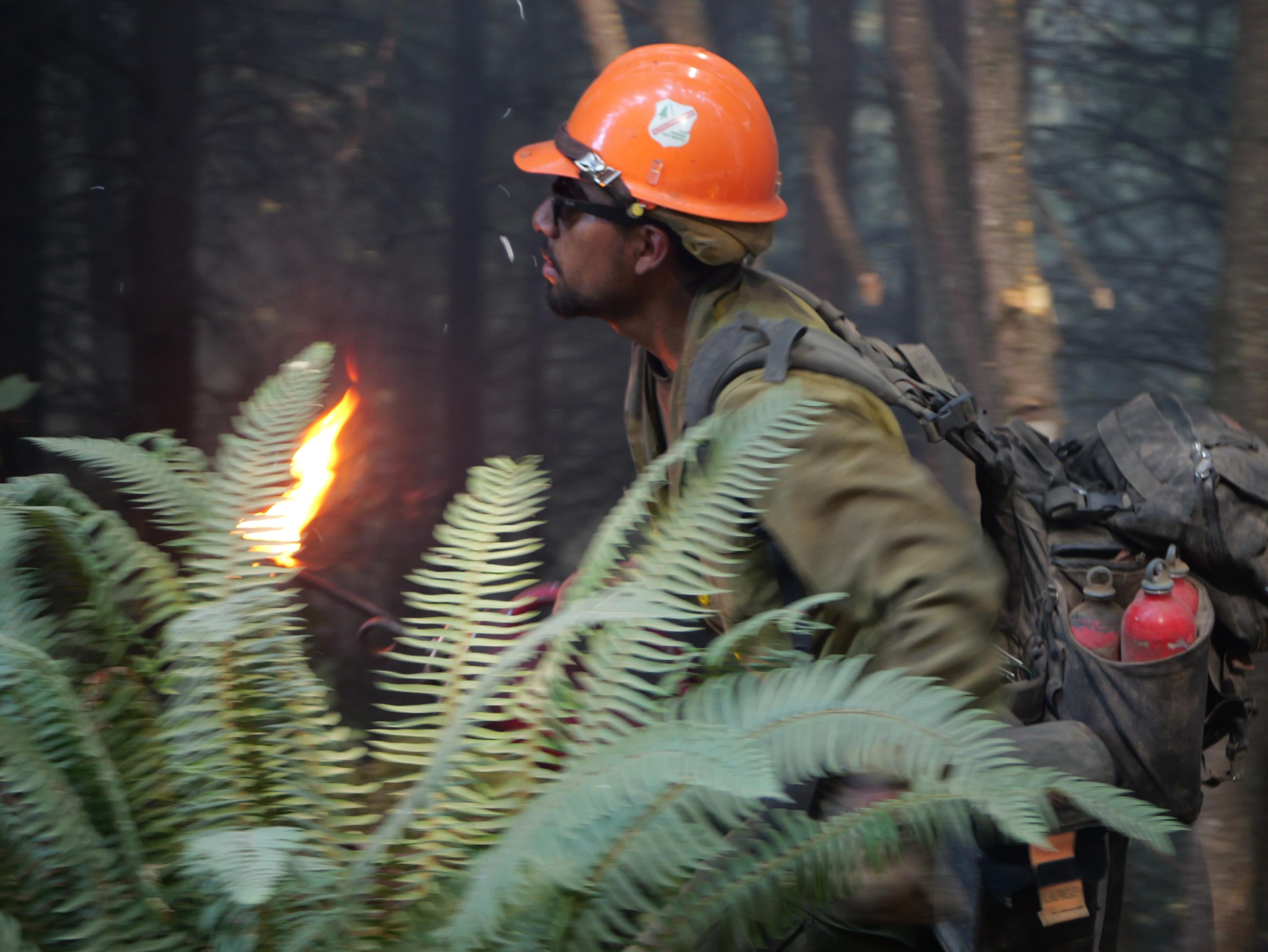 Ferns are shown in front of a firefighter holding a flaming "drip" torch, wearing a pack and an orange helmet.