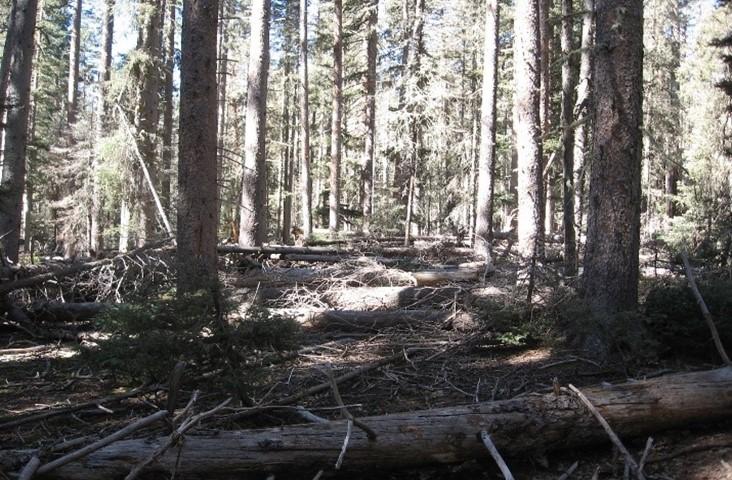 Image is of a photo showing a dense forest thick with trees and with heavy fuel loading. Taken in the Black Feather Fire area of the San Pedro Parks Wilderness. 