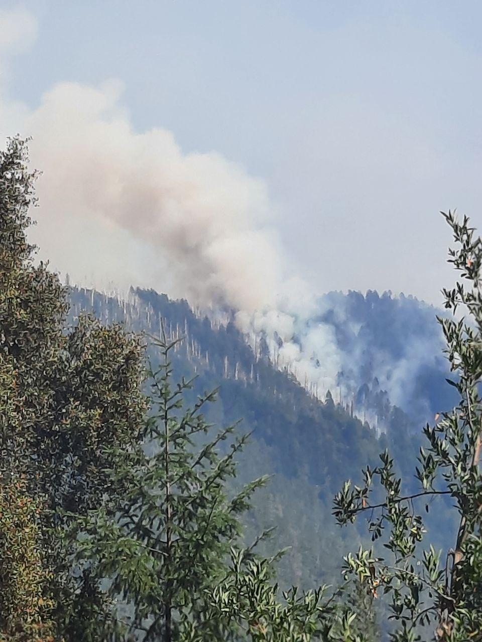 A large plume of smoke rises above the pine trees on Ishi Pishi Ridge, a mountain range in northern California