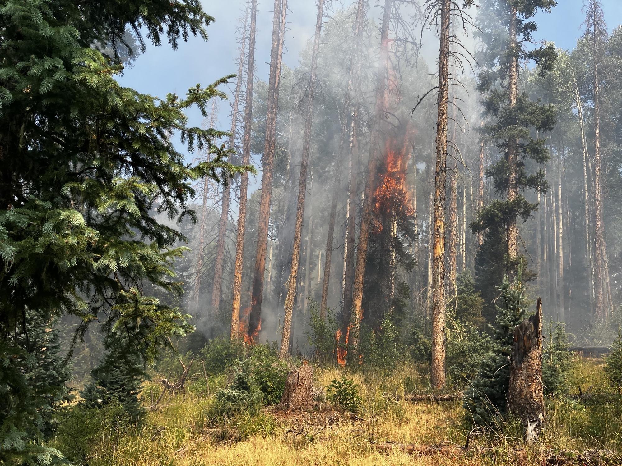 fire burning in a tree