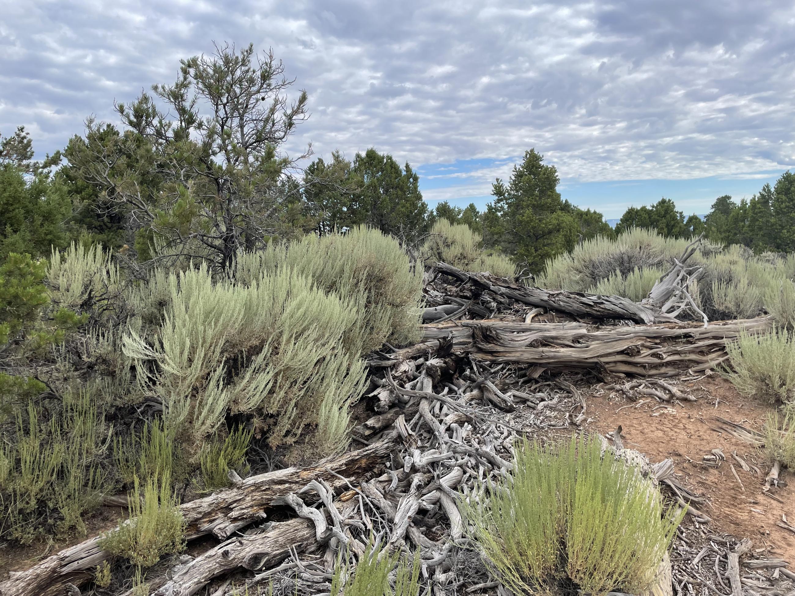Image of the thick dead and down woody material with sagebrush and pinyon juniper trees prior to the Little Mesa Fire burning. 