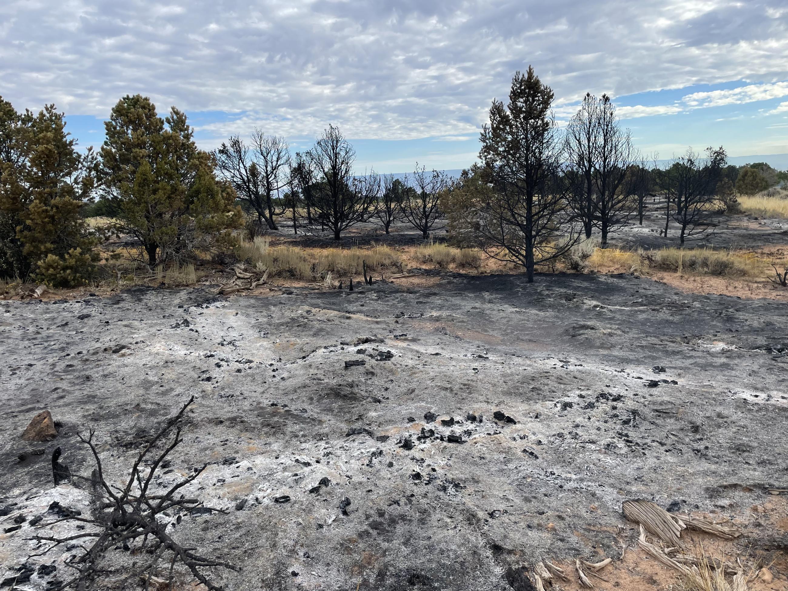 Image of area after the Little Mesa fire burned up the dead and down woody material leaving behind islands of green vegetation.  Low to moderate intensity fires like the Little Mesa fire help to break down dead and down material that will put nutrients back into the soil for future regeneration of native plants.  