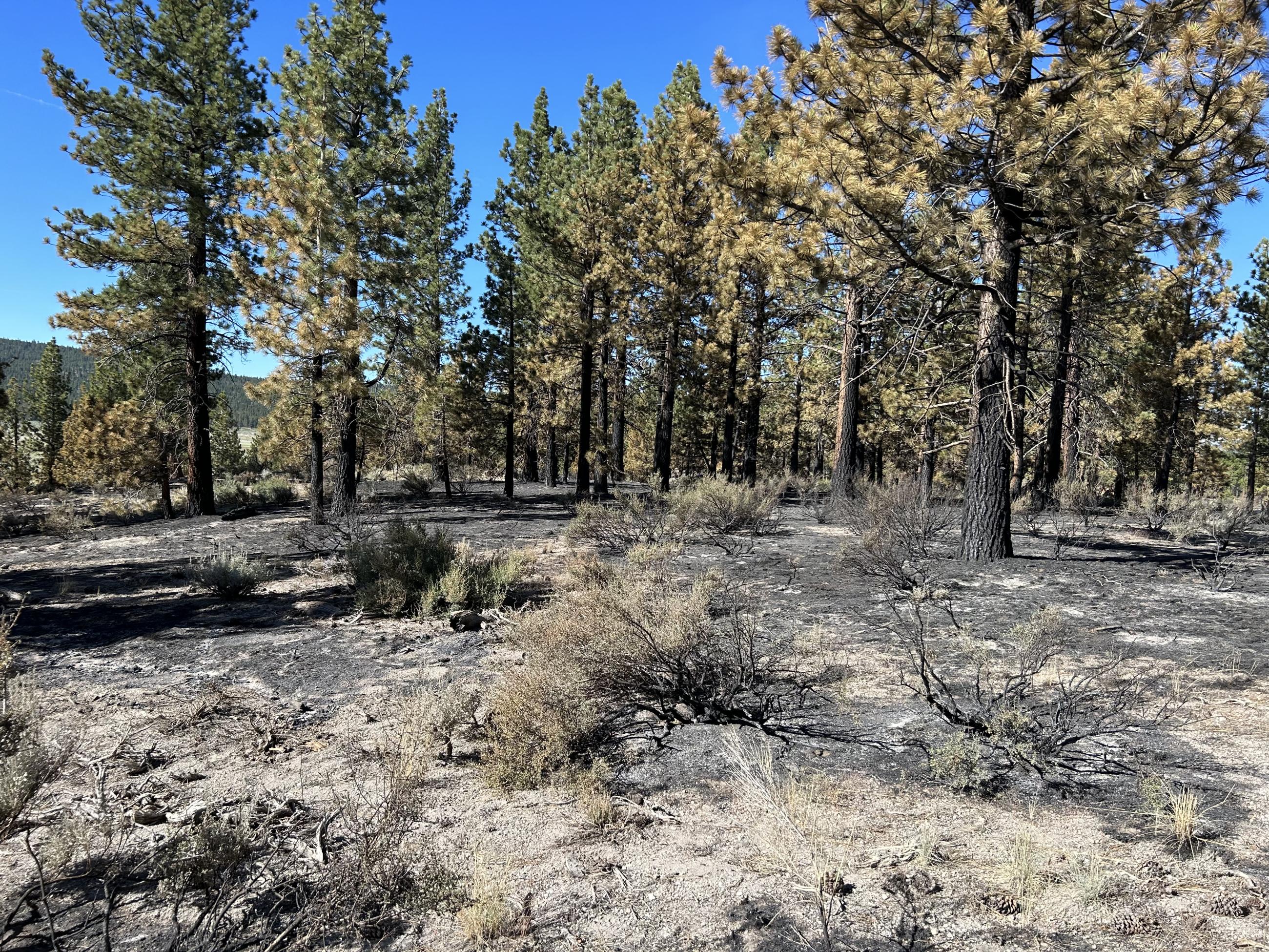 Cowtrack fire after photo