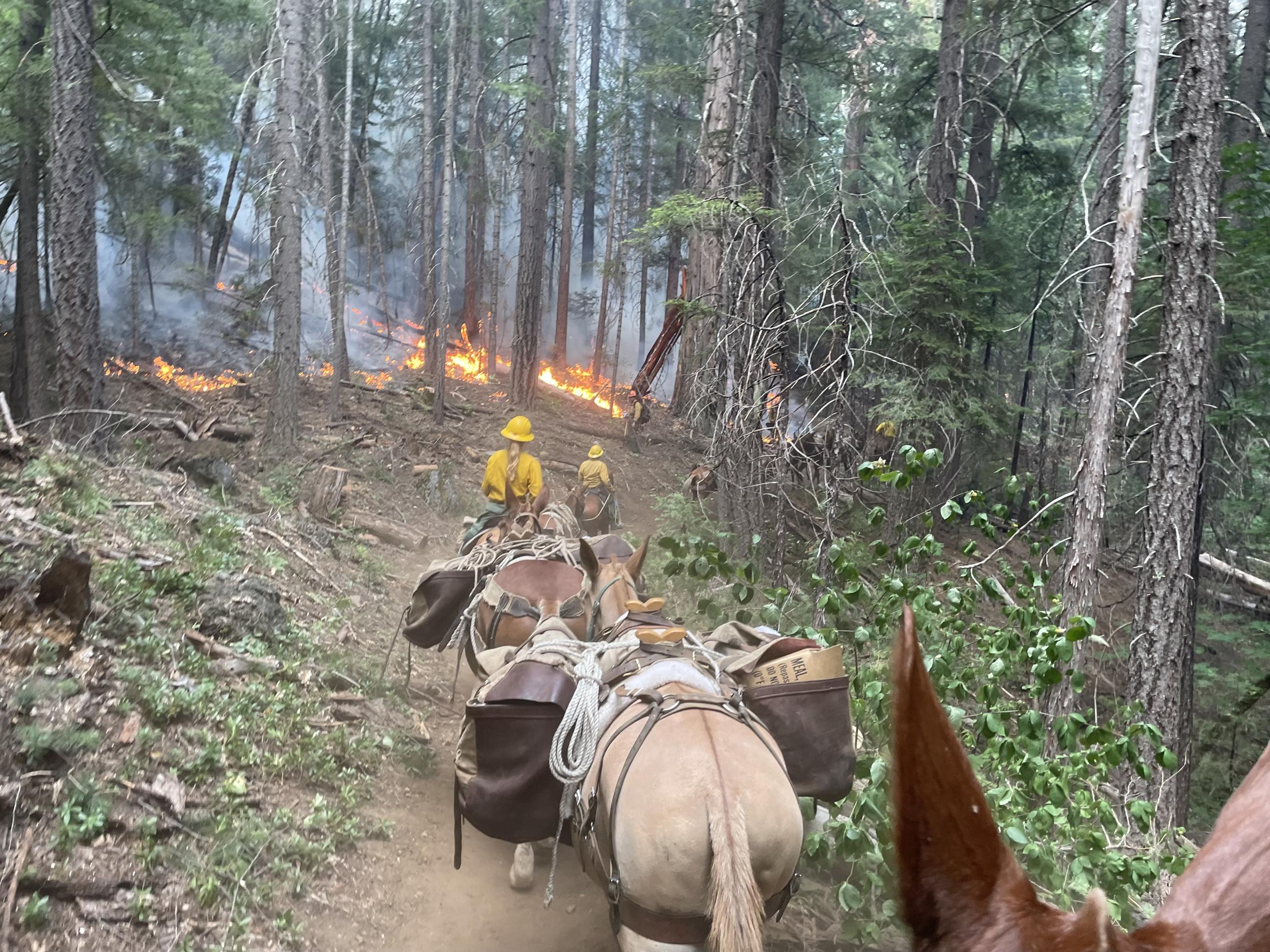 A string of mules with two packers approach the Deep Fire. The fire is actively burning in a timber forest with light smoke. 