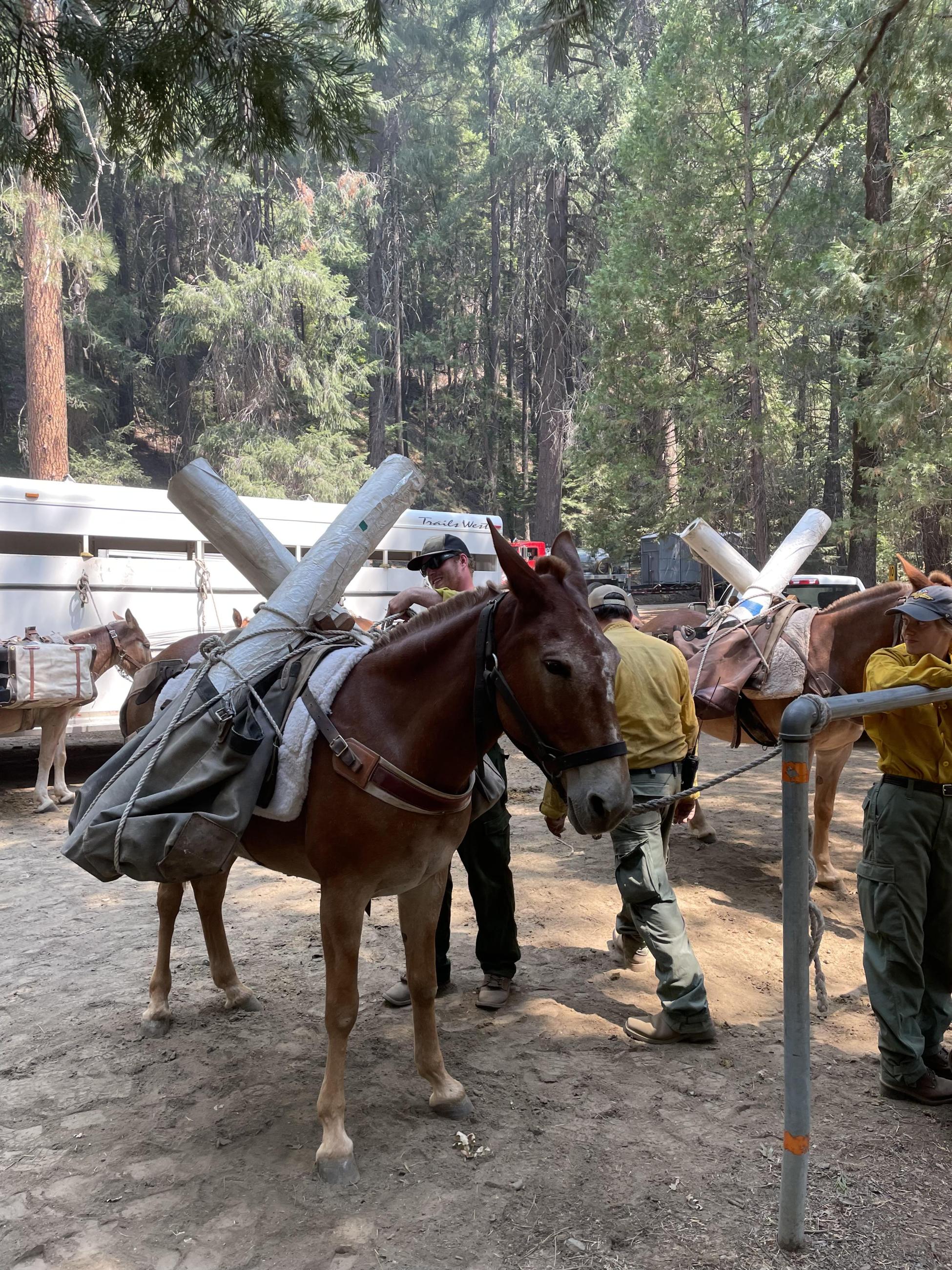 A man wearing a baseball hat and sunglasses secures a load of supplies to a pack mule. In the background other mules and personnel are preparing for the trip into the Deep Fire, in a semi-dense timber forest background. 