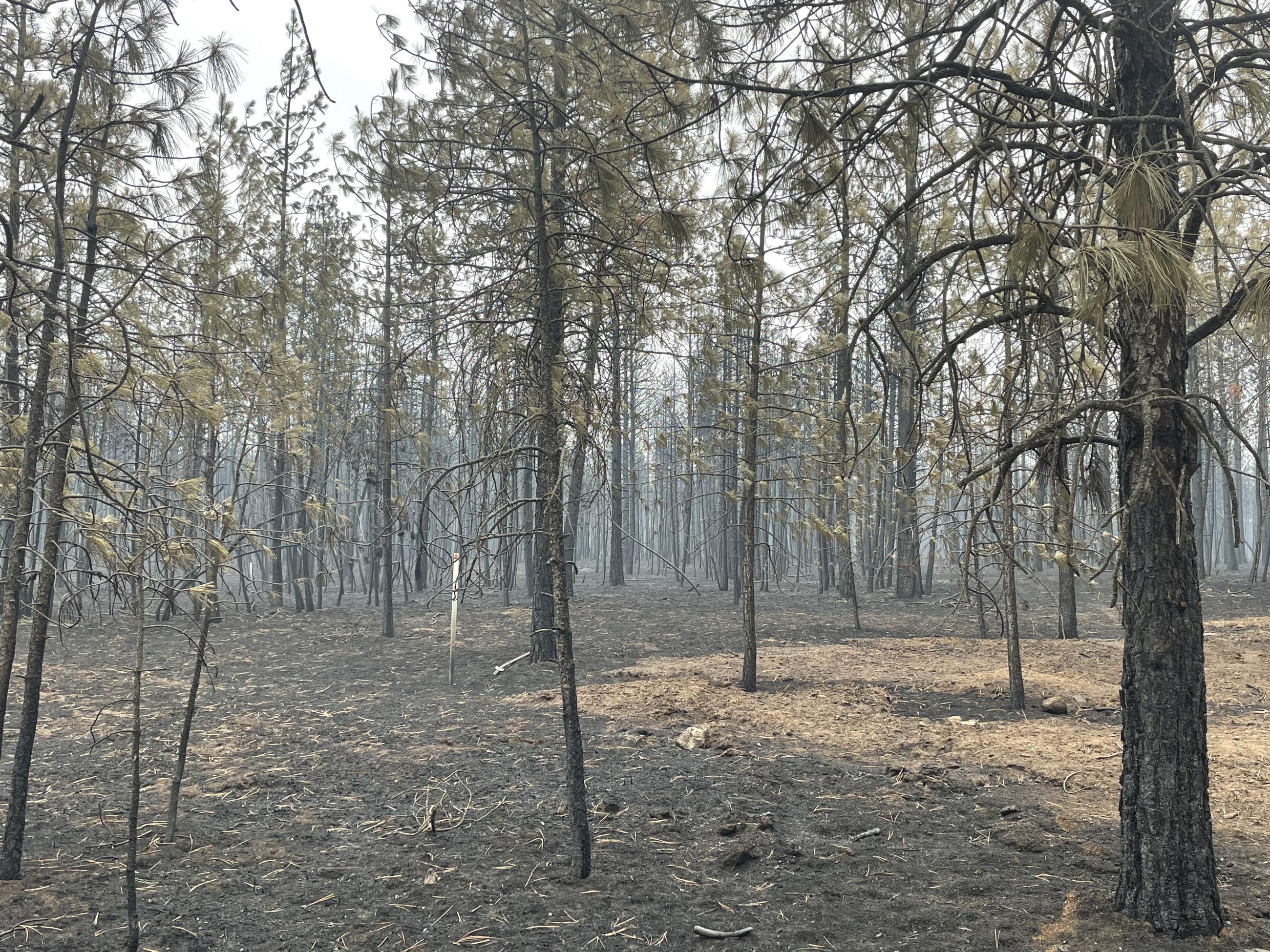 Burned small ponderosa pine