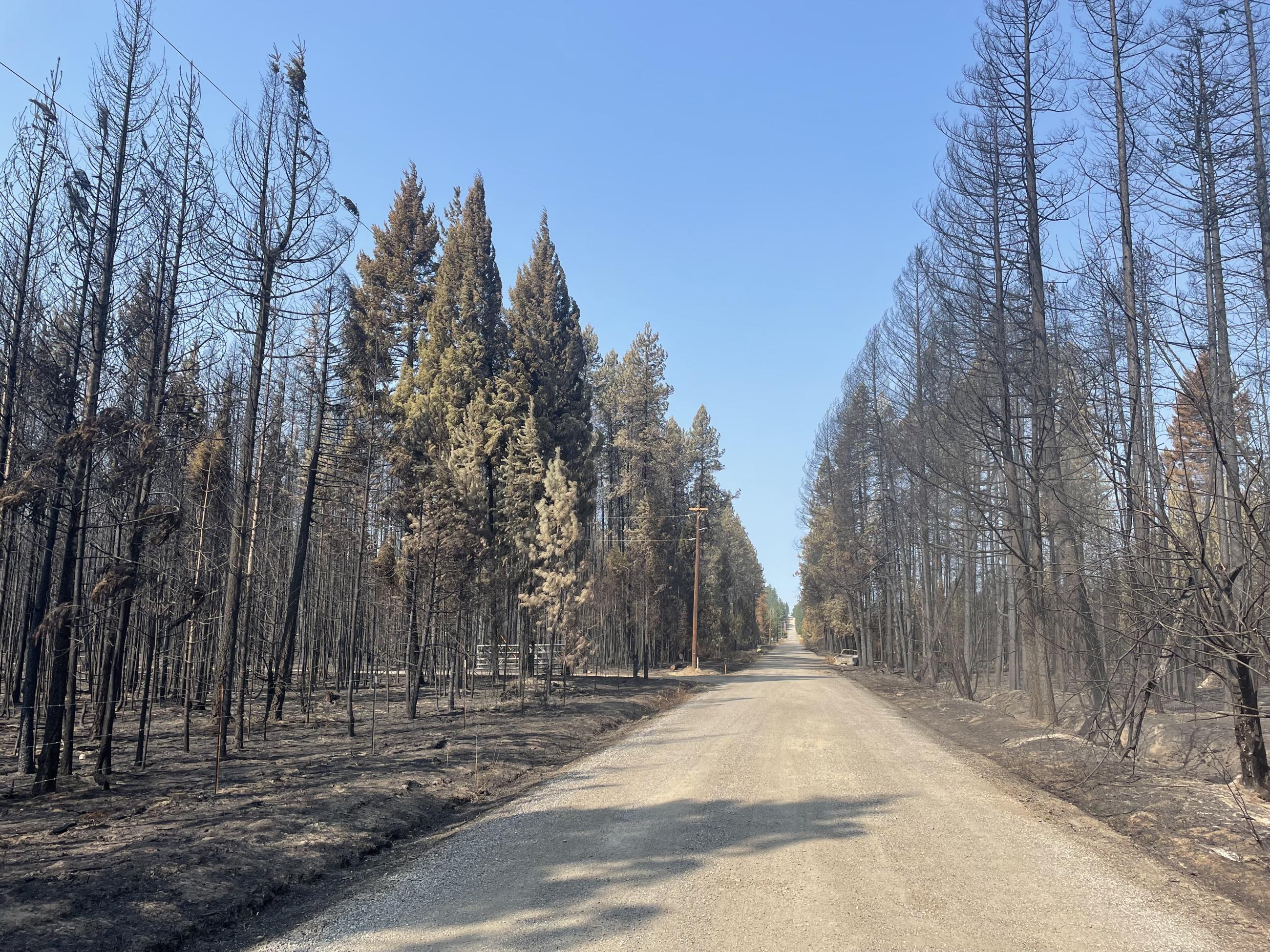 Burned trees along the side of the road