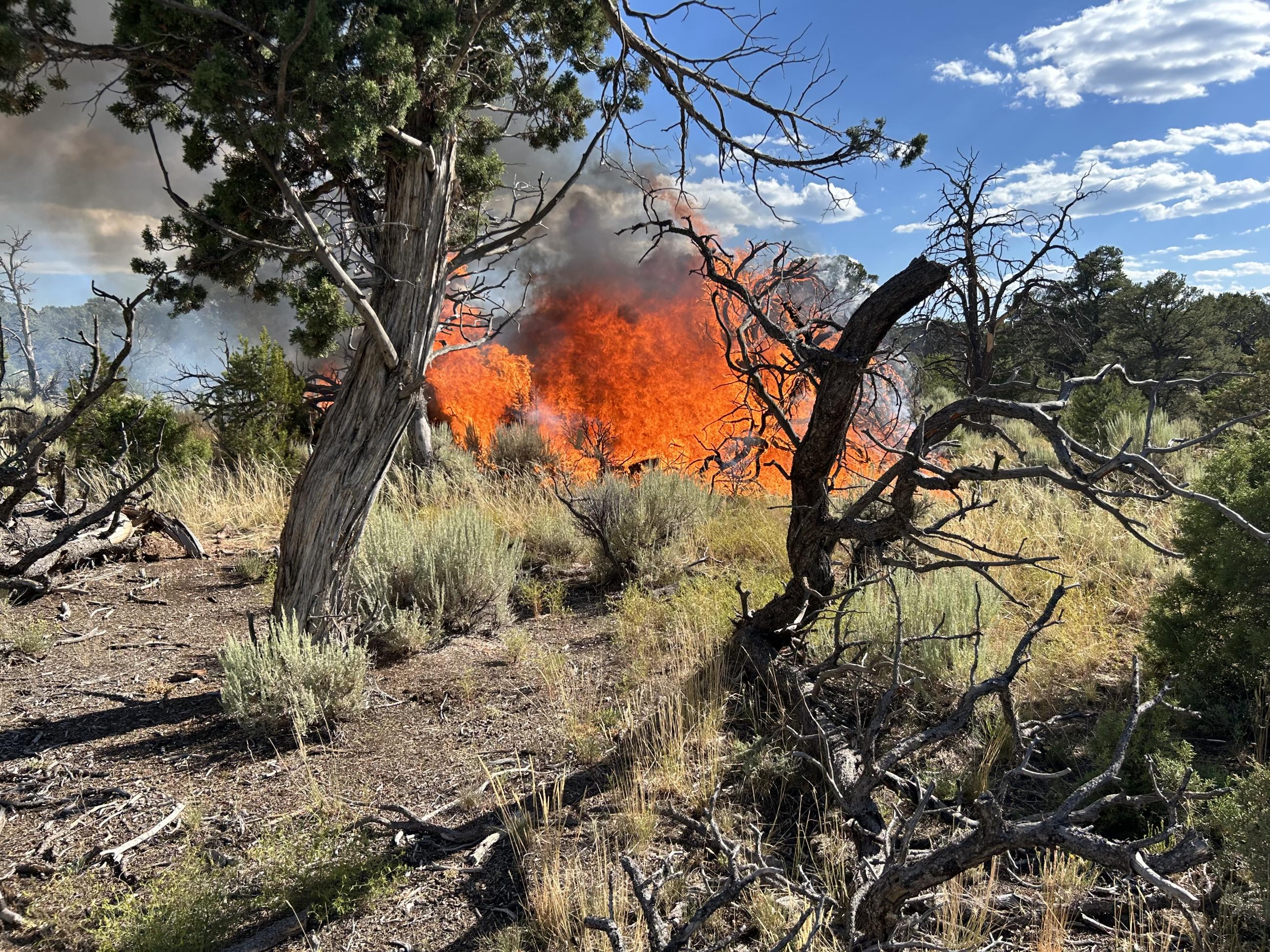 Image of the Little Mesa fire with juniper tree torching. Flames, sagebrush, and juniper trees.