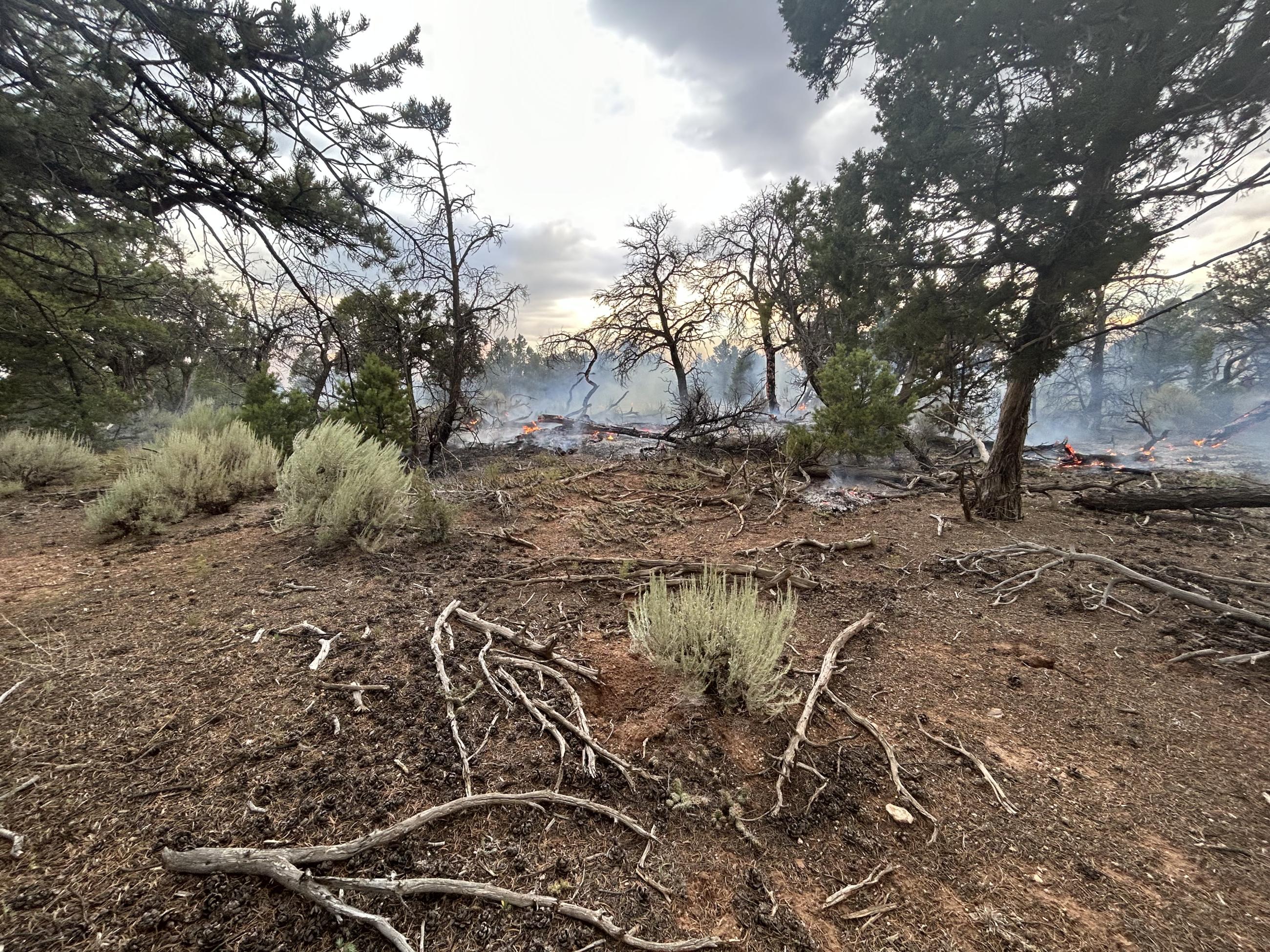 Image of Little Mesa fire burning vegetation on the forest floor during sunset. 