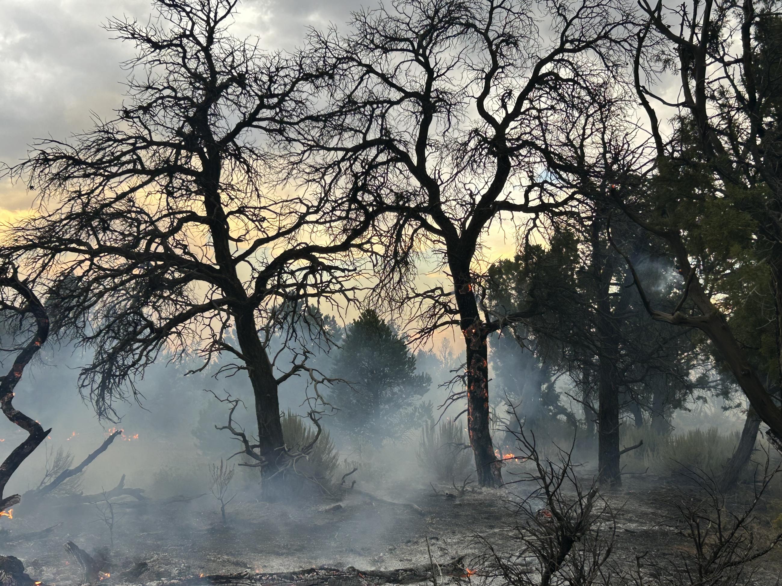 Image of burned pinyon pine trees with smoldering vegetation below and smoke rising. 