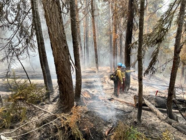 Firefighters falling hazardous trees on Blue Lake Fire