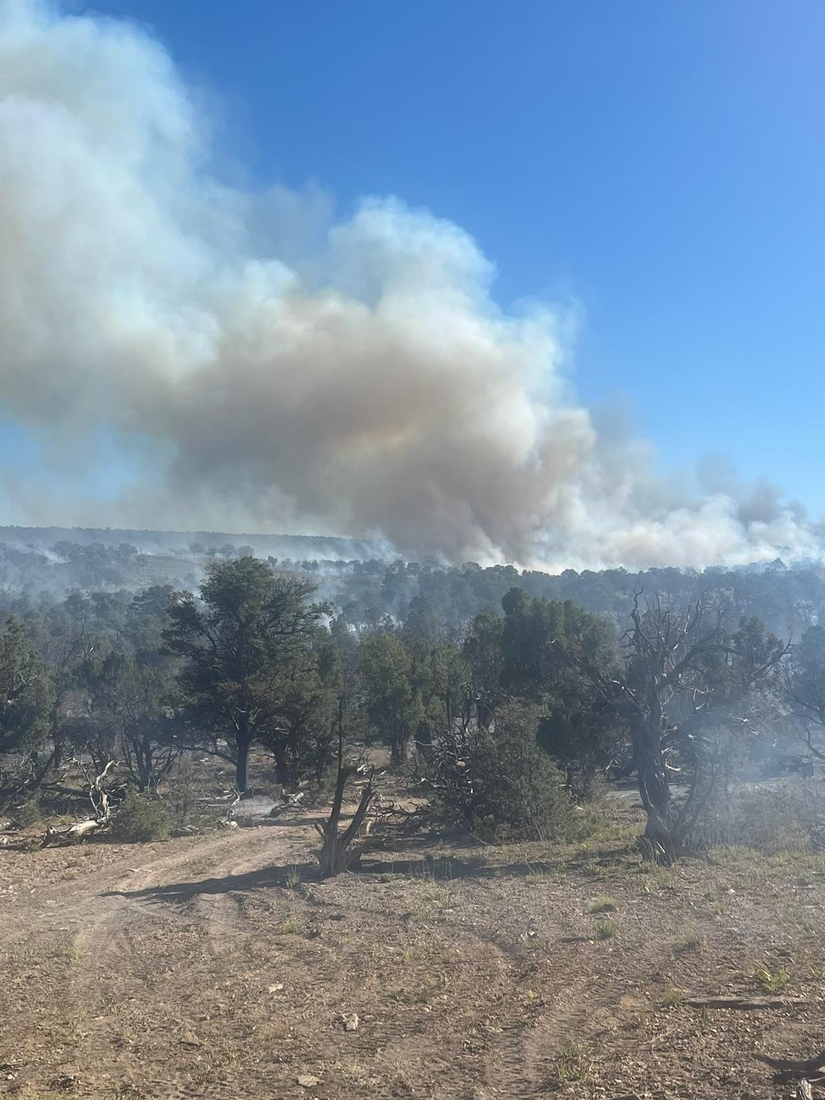 Image of white smoke coming off the Little Mesa Fire in pinyon pine and juniper trees. 
