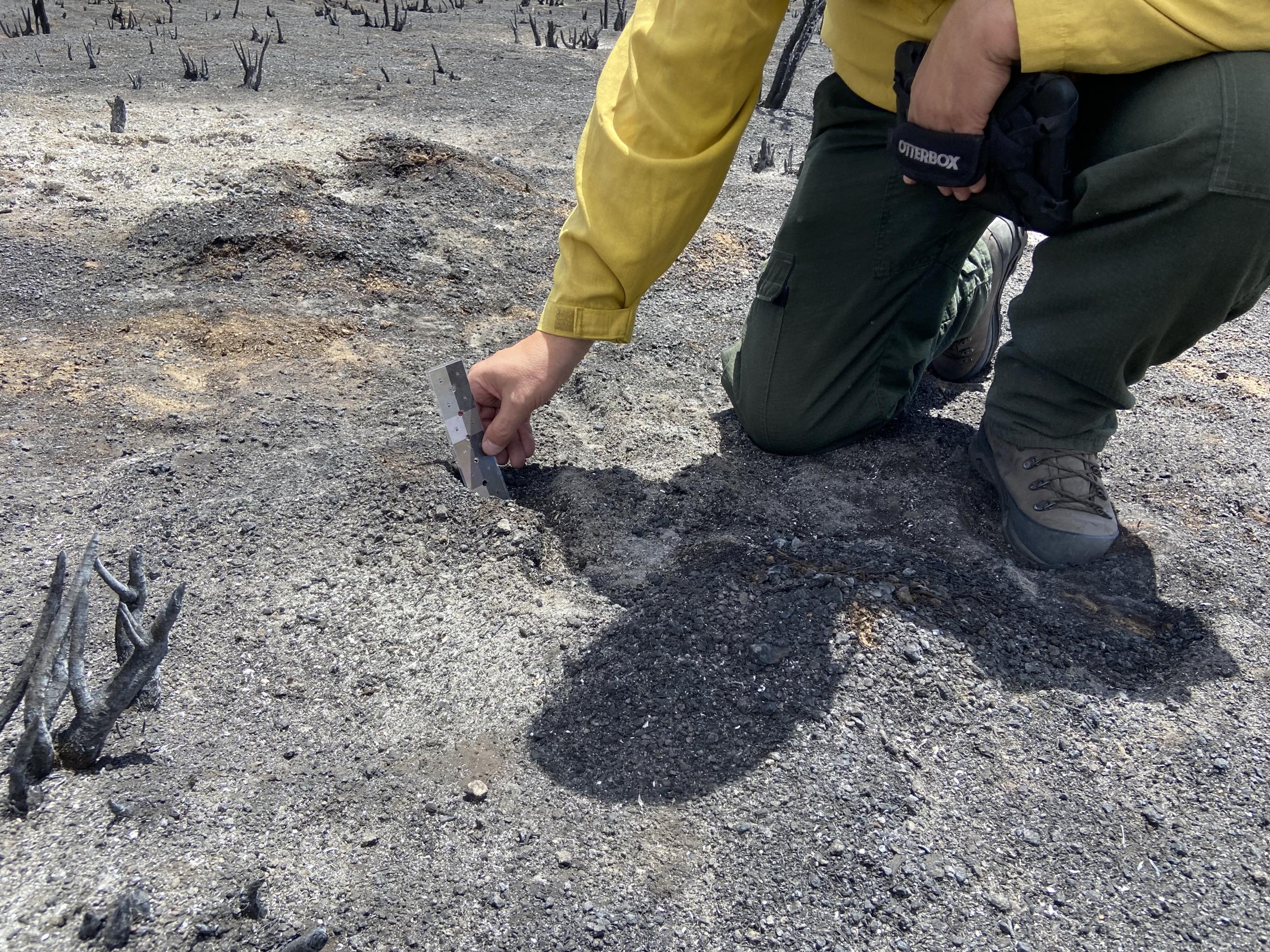 a USFS scientist collects data from burnt soil