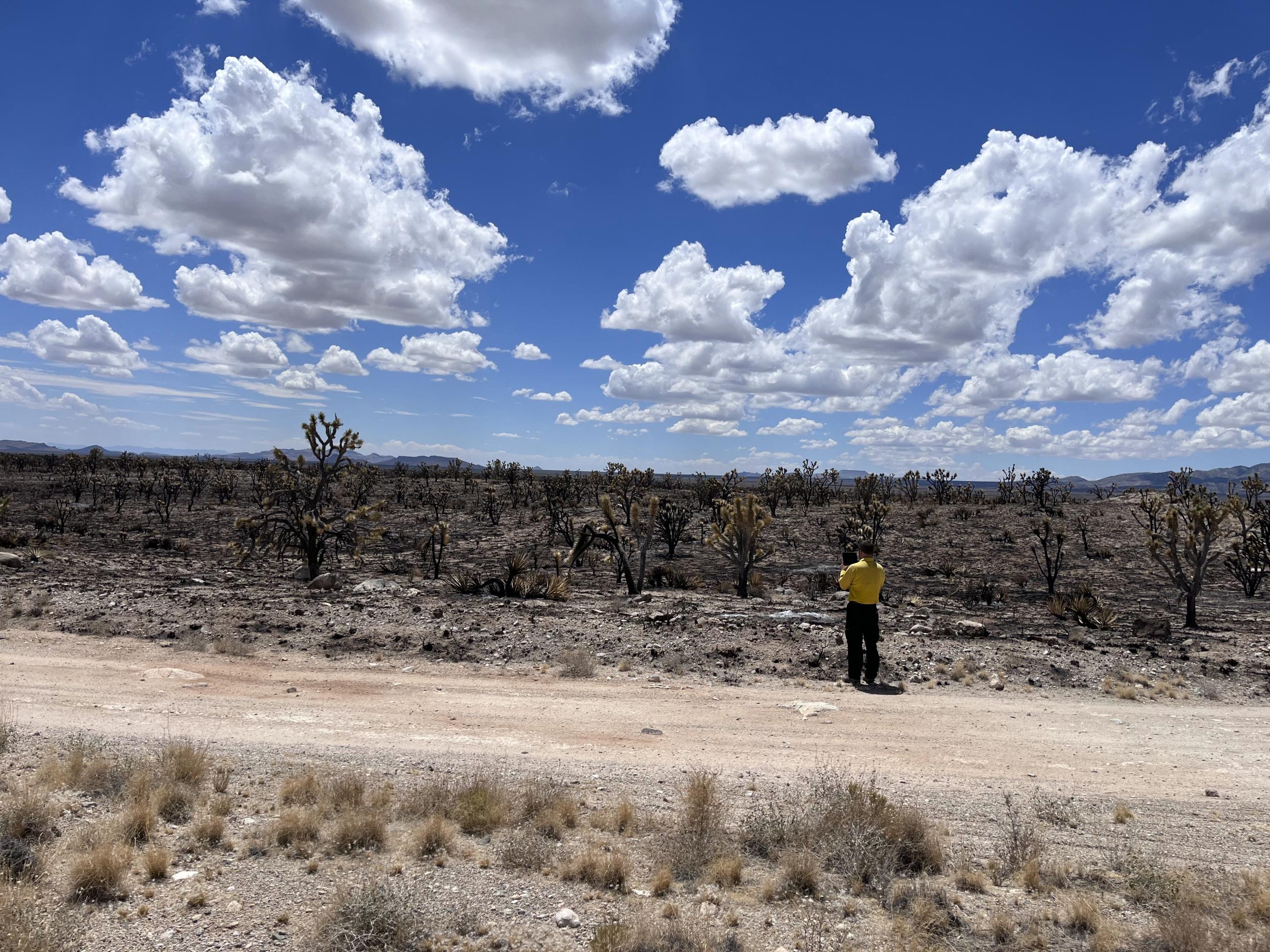 A USFWS scientist takes photos of a burnt stand of Joshua trees in the New York Mountains