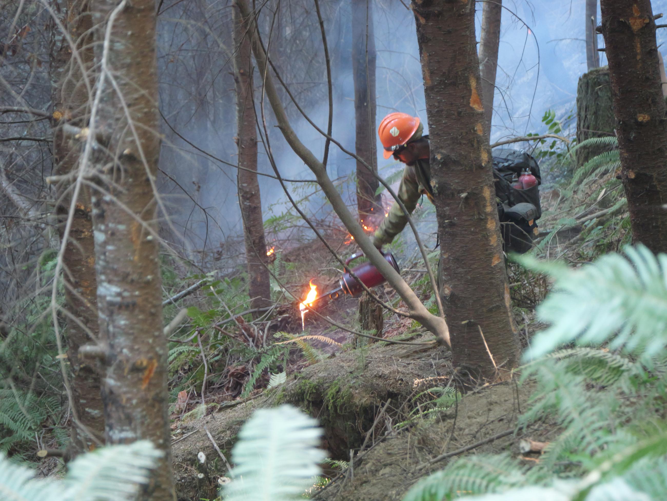 A firefighter in a forest using a drip torch during the Bedrock Fire, 2023.