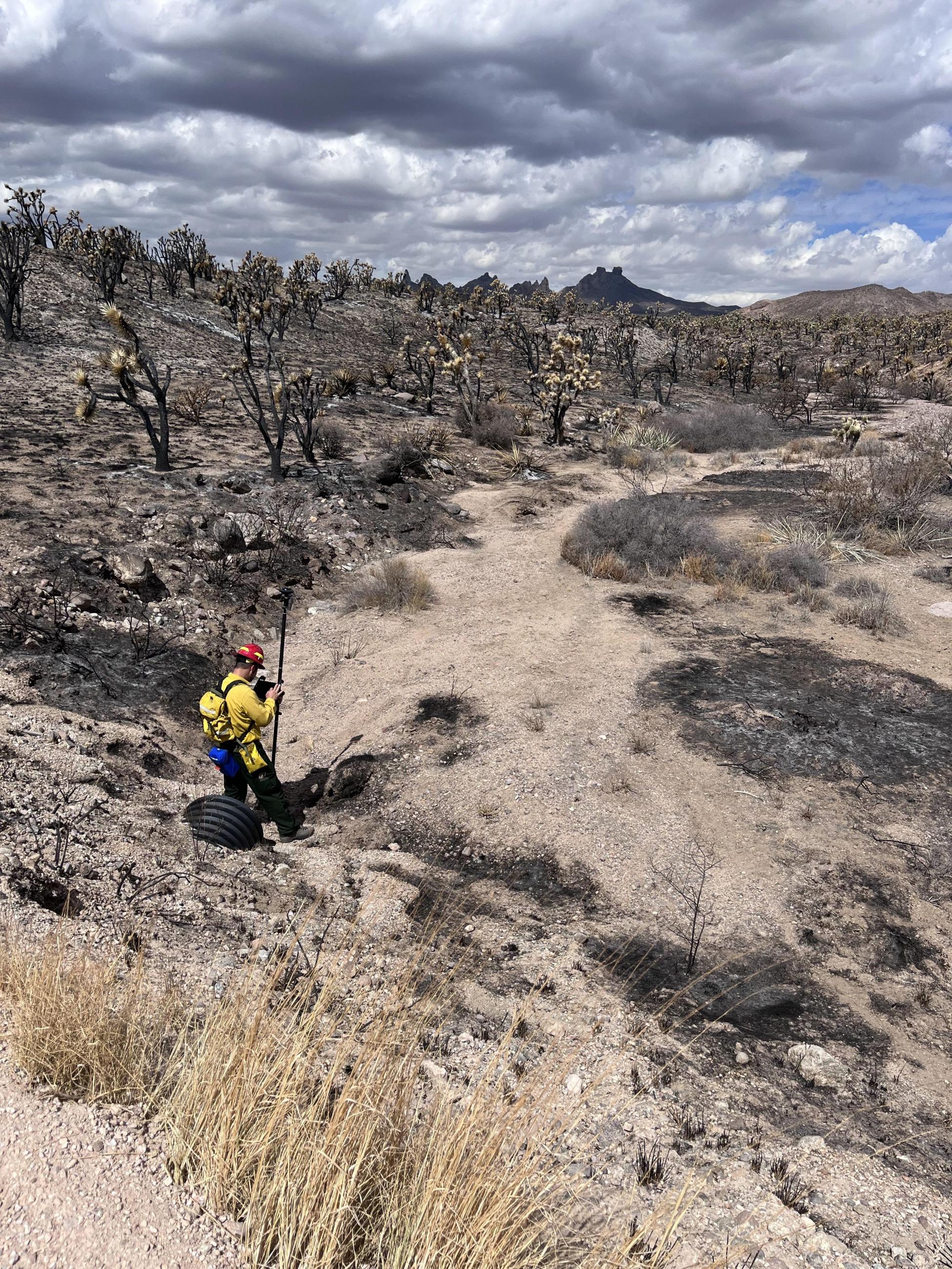 a USFWS scientist takes measurements in a desert wash