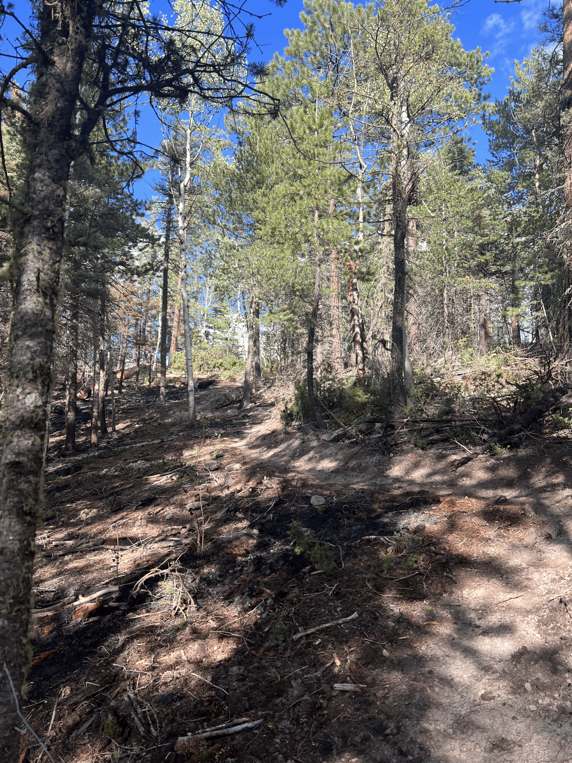 Photo of general forest showing burned and unburned area