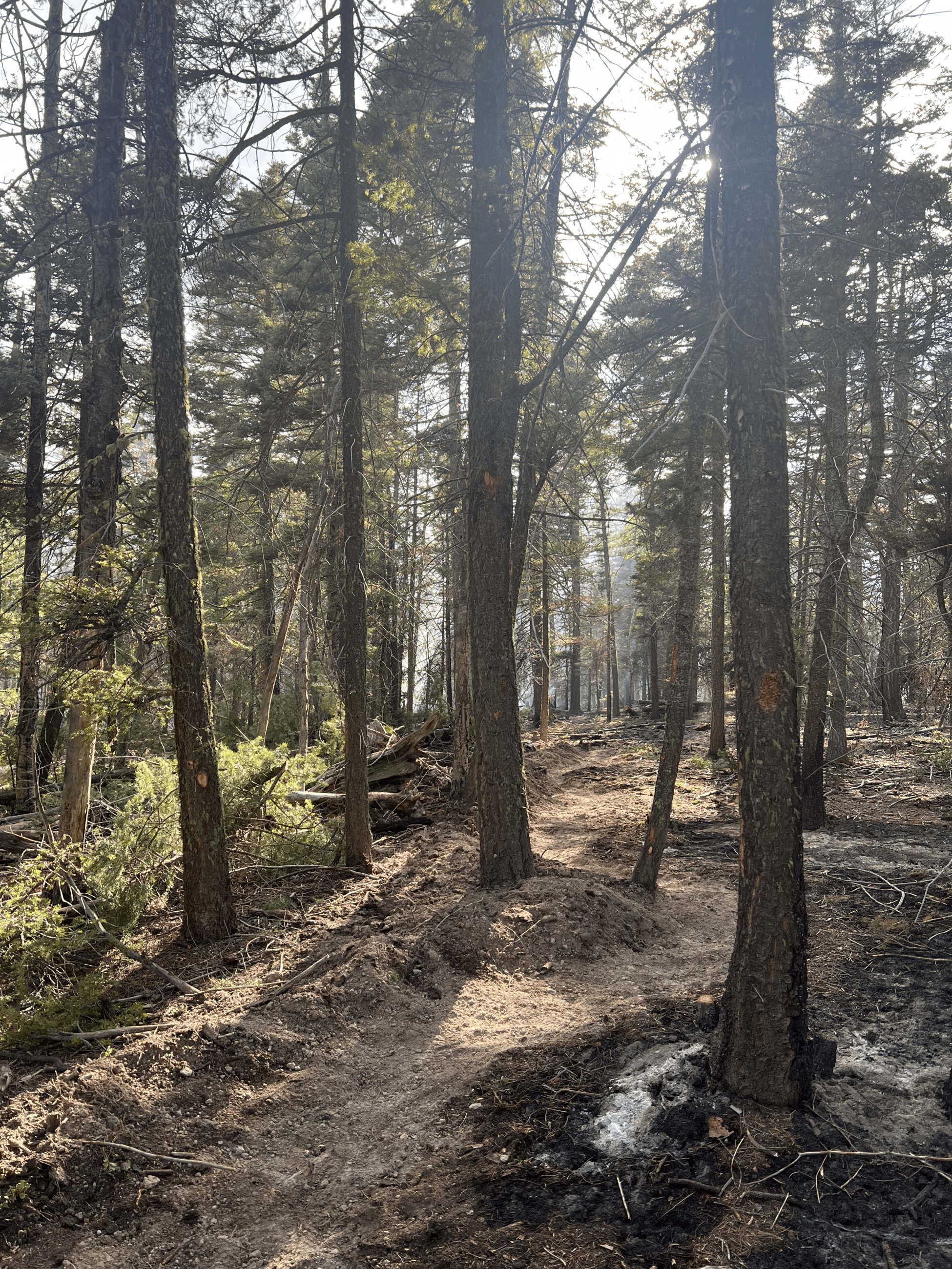 General forest area with some burned spots