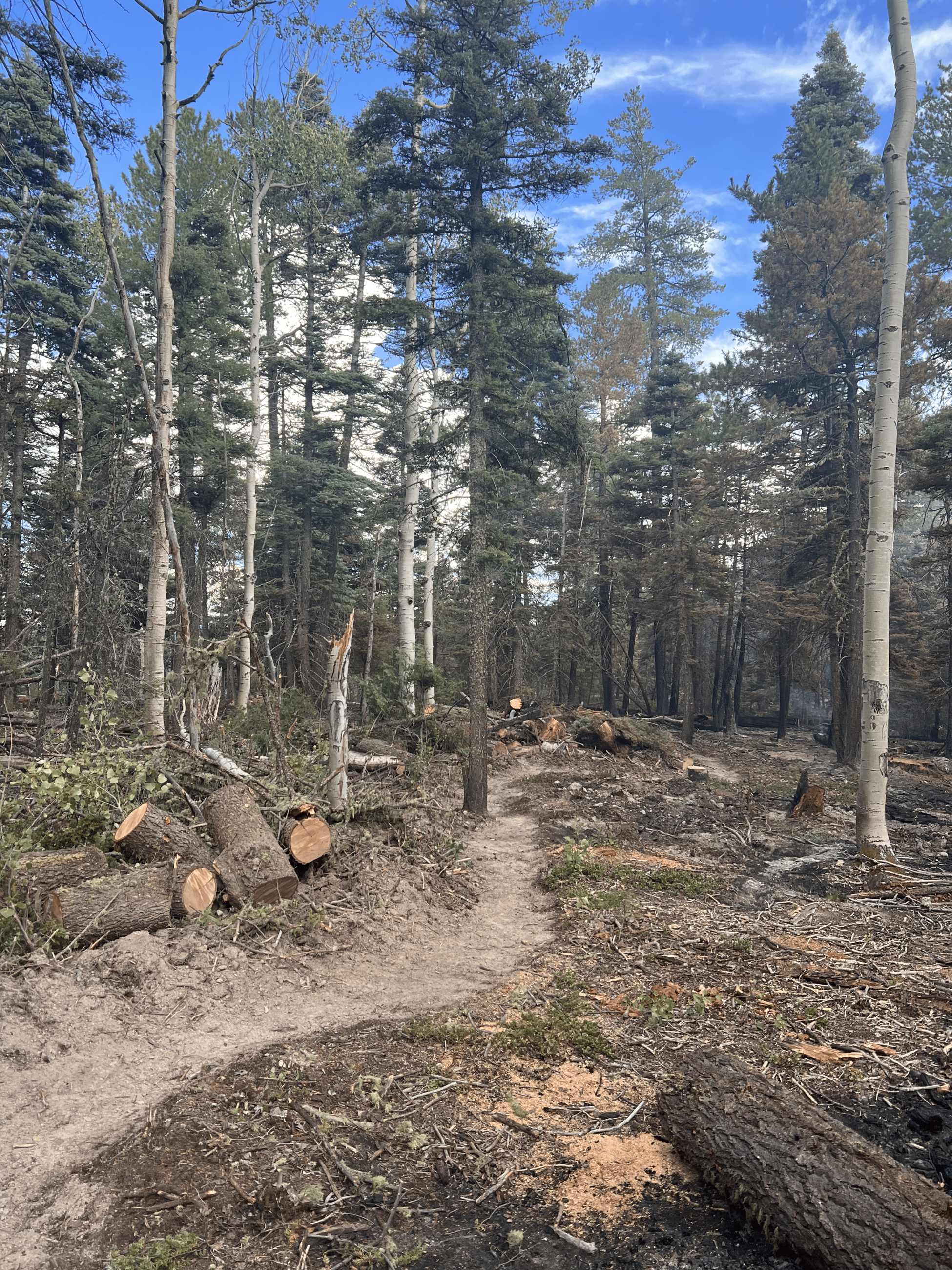 General forest area with some burned spots