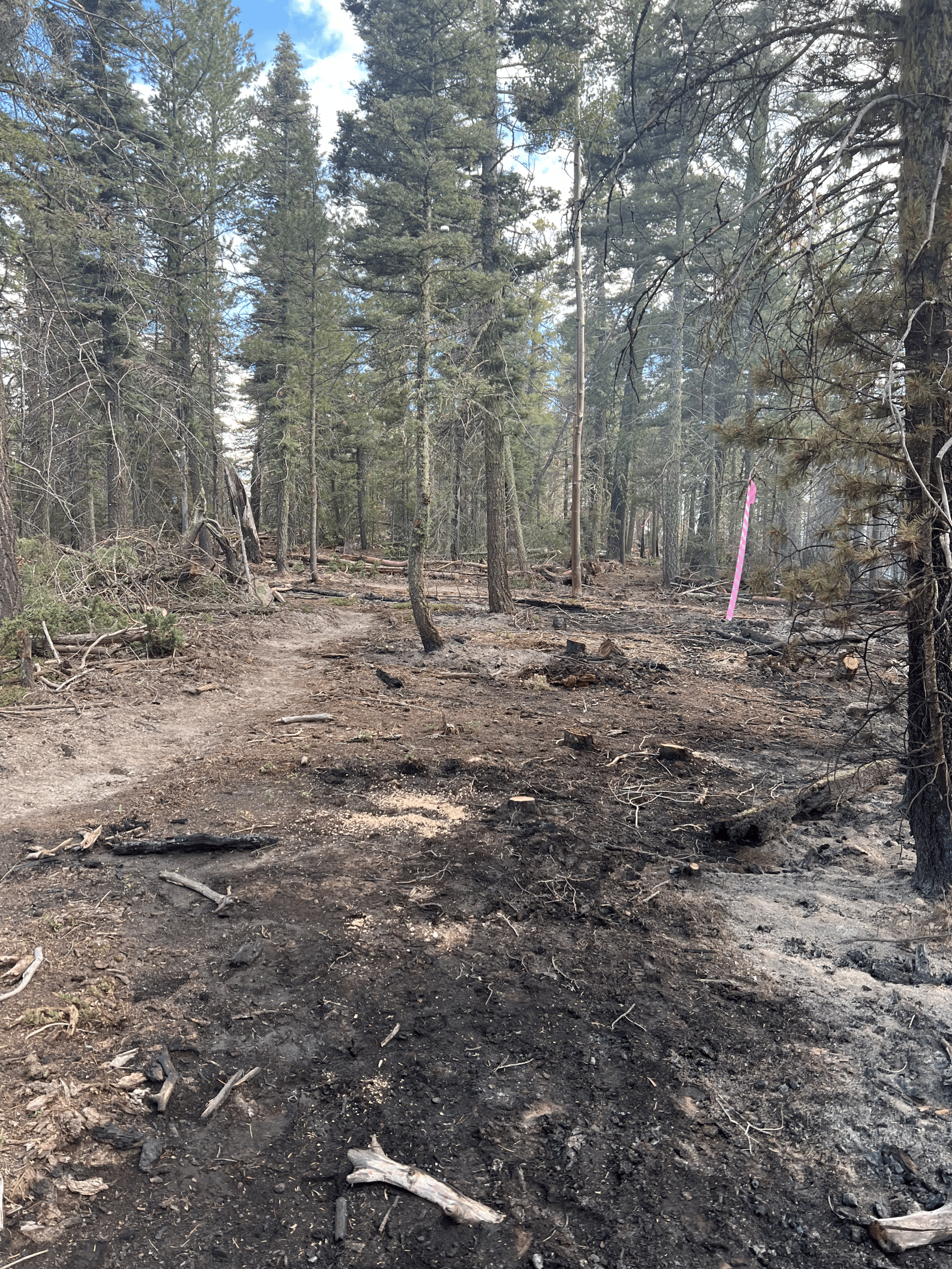 General forest area with some burned spots