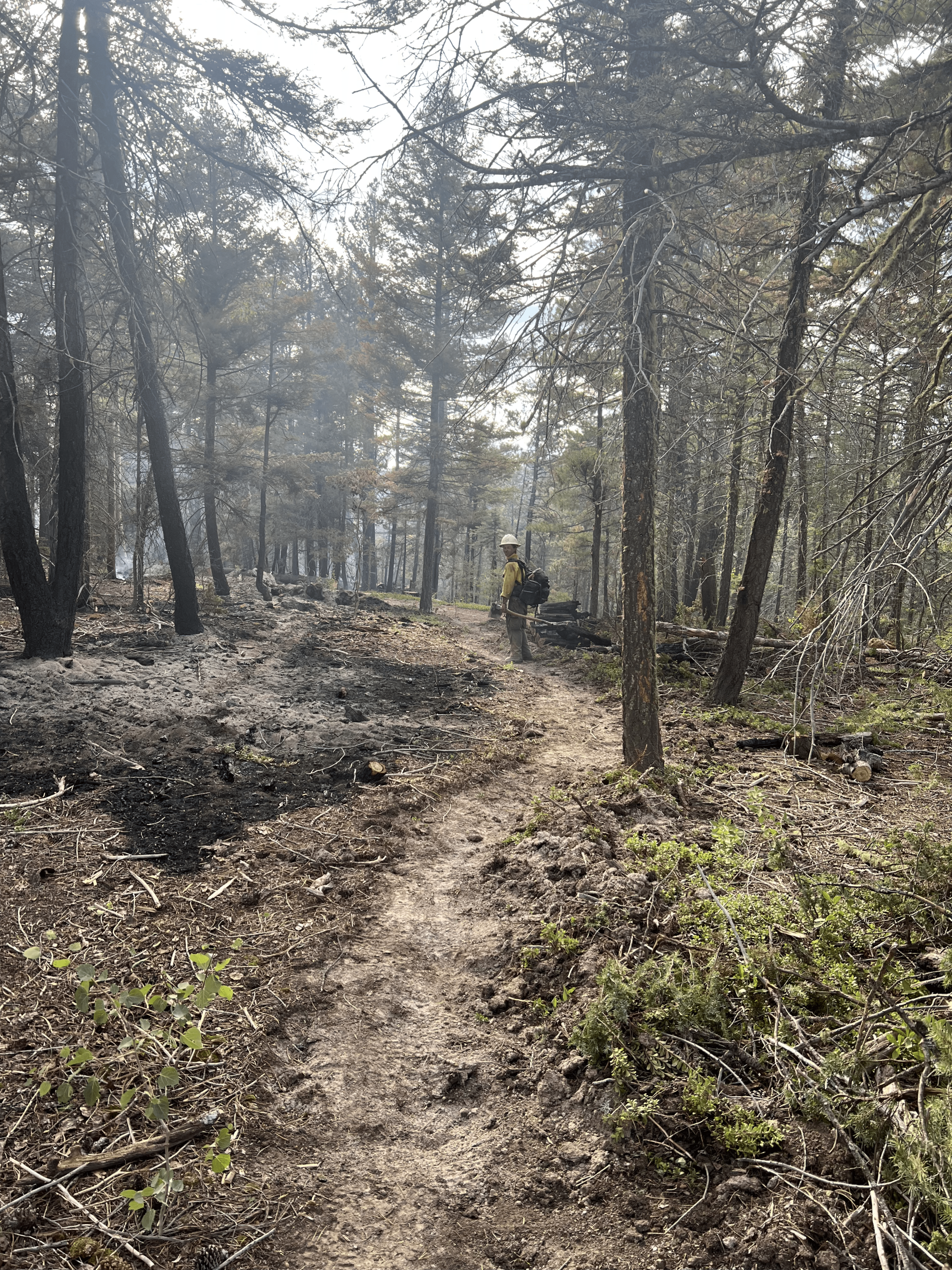 General forest area with some burned spots