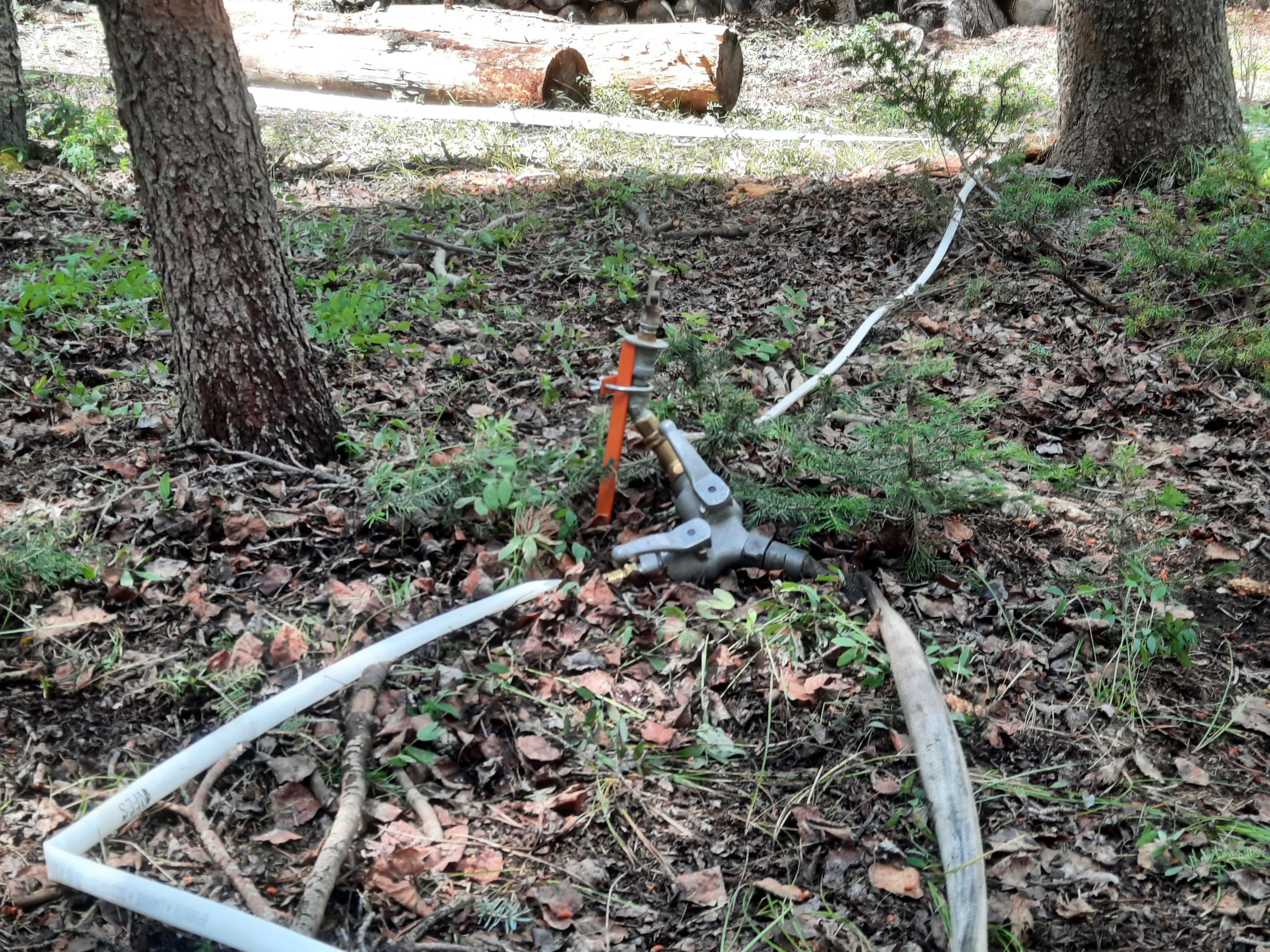 Three hoses on the ground between the trees in three different directions joined by Y-shaped connector.