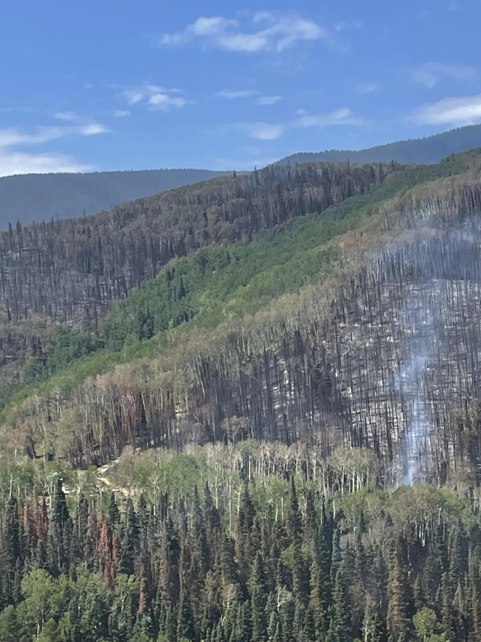 A mountain side after a fire has burned through the forest. It shows how a fire leaves a mosaic pattern where some trees were completely burned while others were partially burned or not at all.