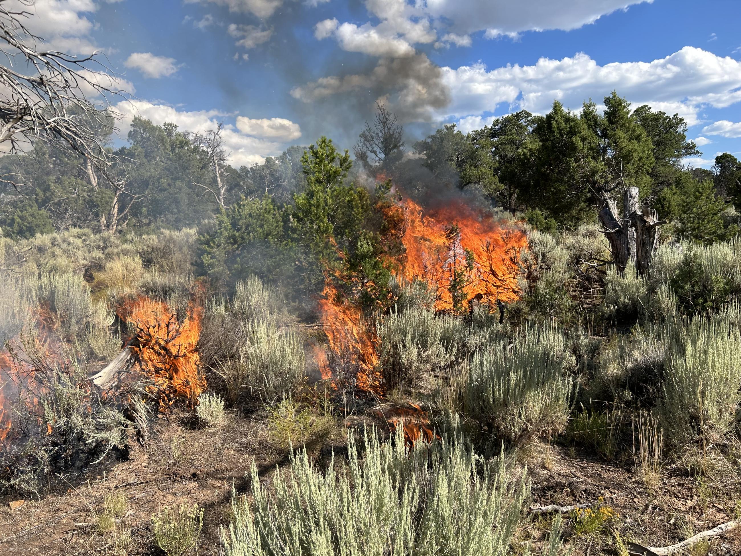 This is a photo of active fire, with juniper-pinyon and sagebrush vegetation, taken on the Little Mesa Fire on August 7th 2023.