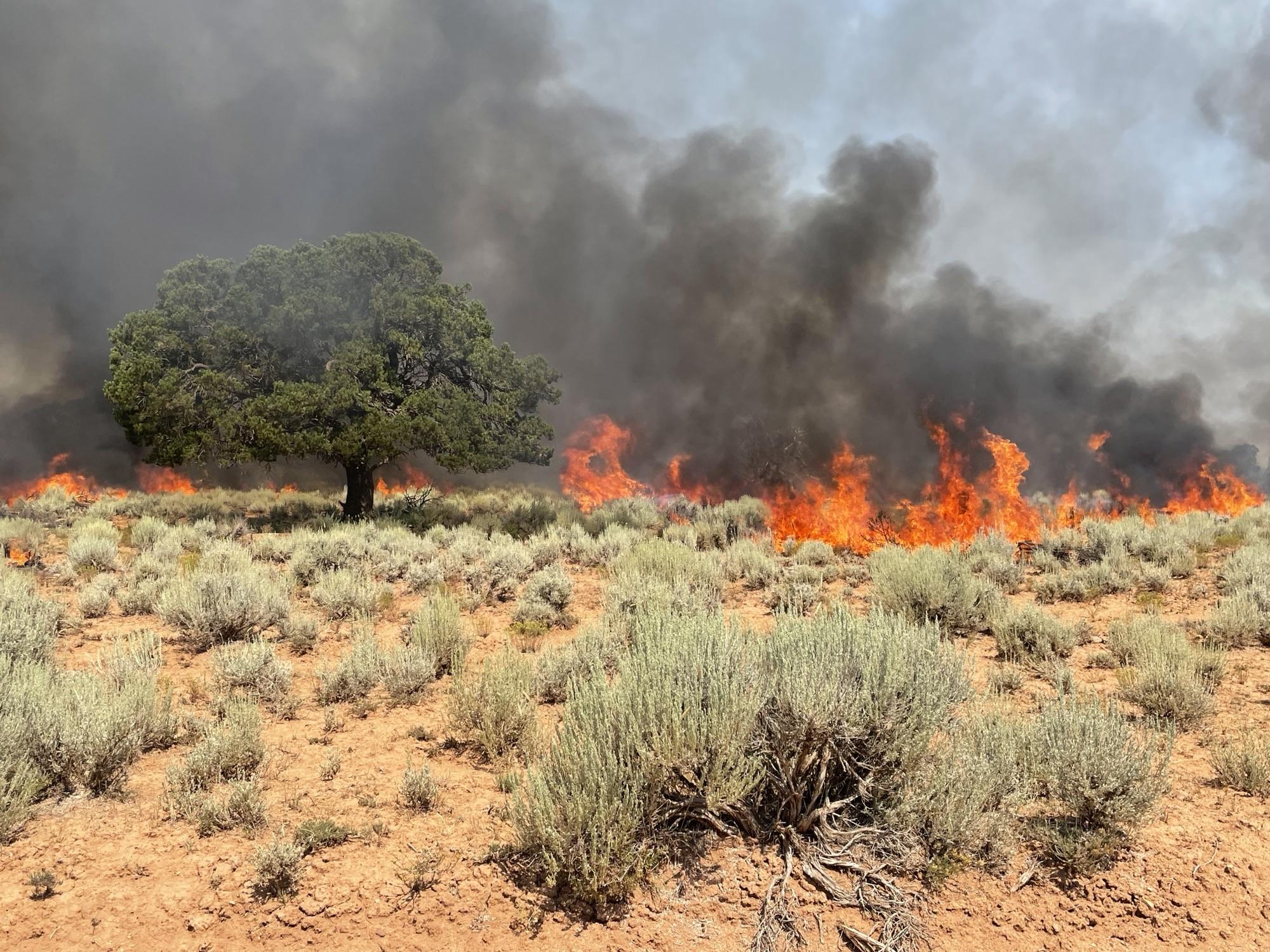 This image shows a sage flat with one large pinion pine tree standing in the center left, surrounded by piles of sticks and logs burning with thick black smoke billowing into the air.