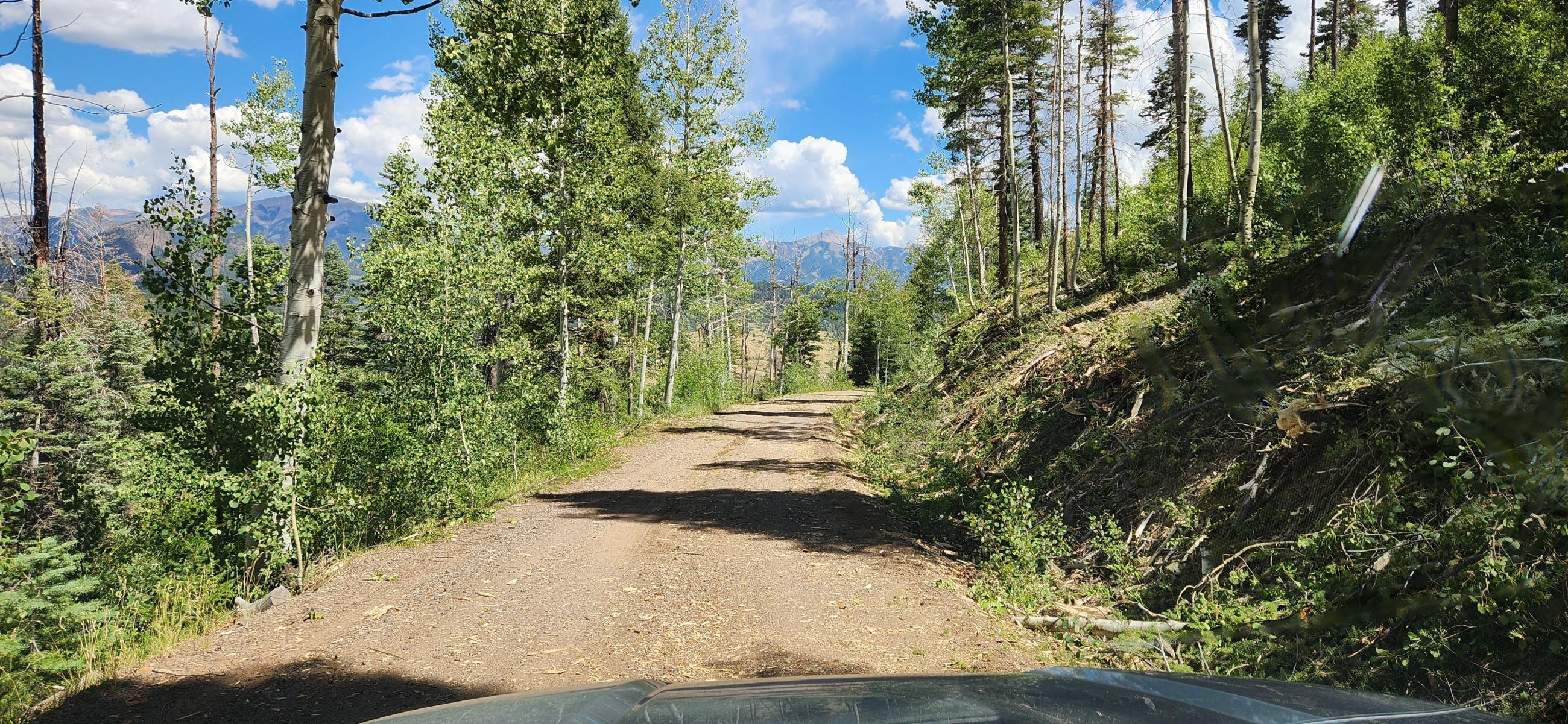 cut vegetation along road to serve as fireline