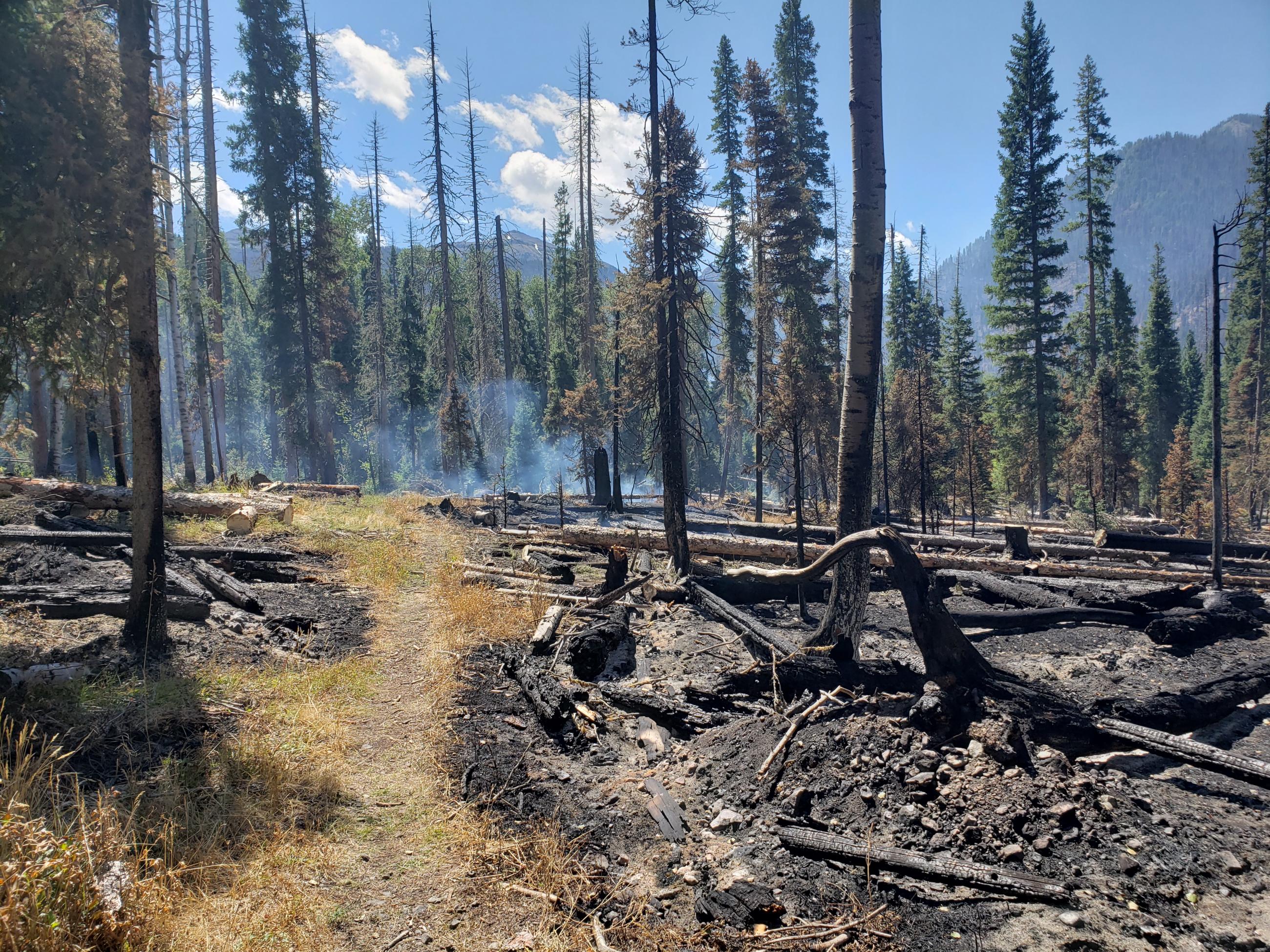 burned area with trail in the center