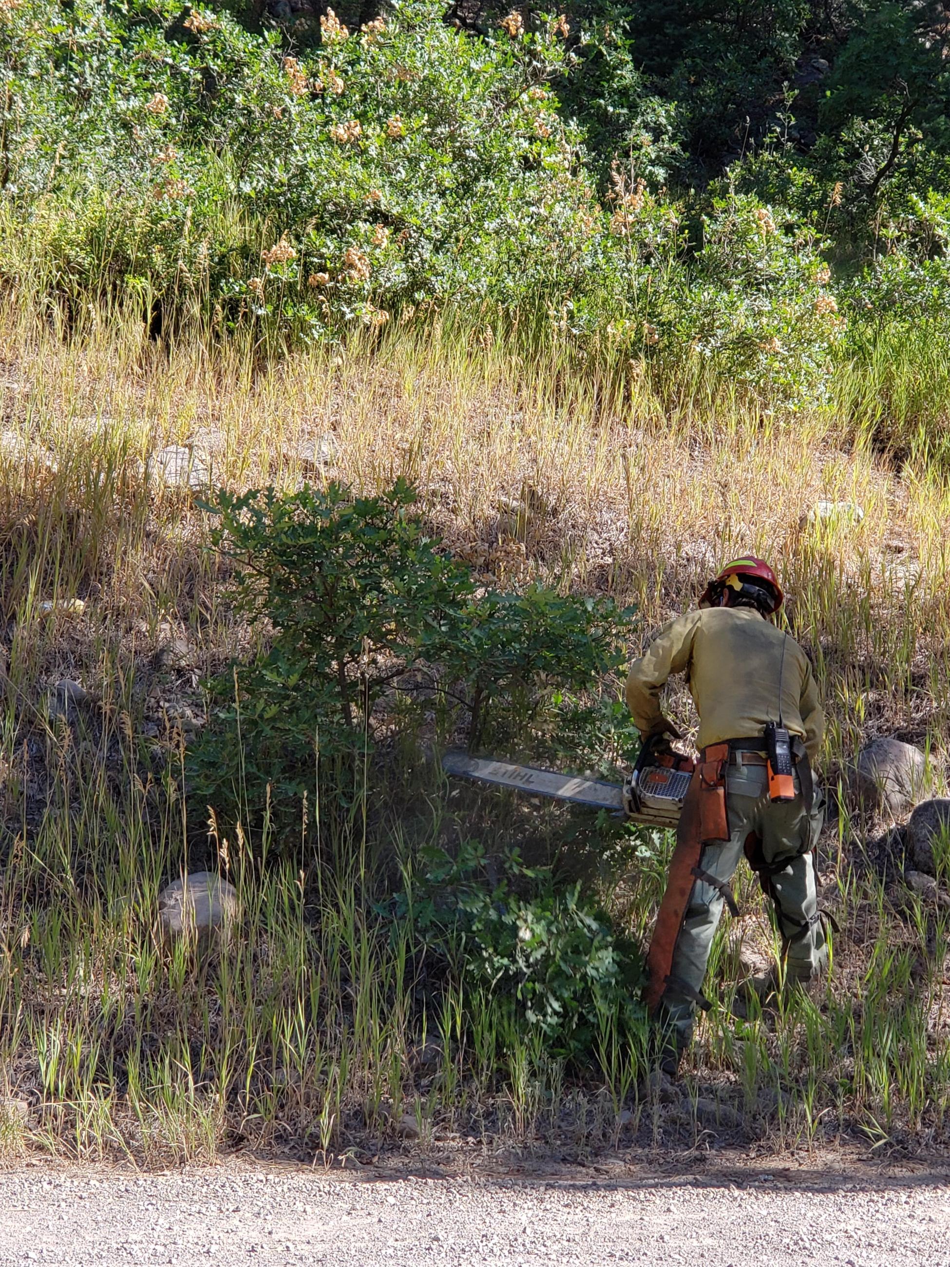 a firefighter uses a chainsaw to cut small trees along a road to serve as fireline